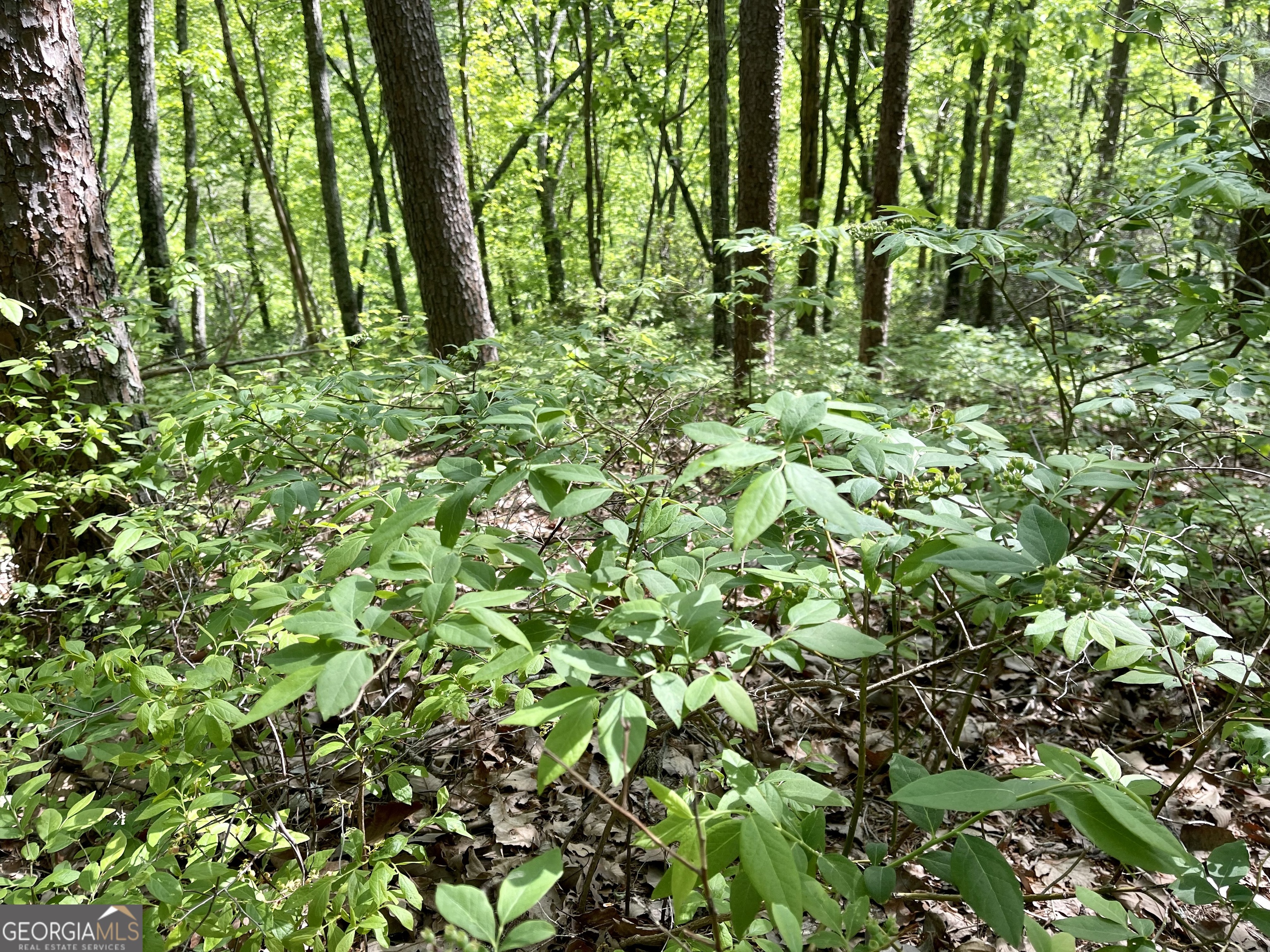 0 Everett Springs Road Property Photo 15