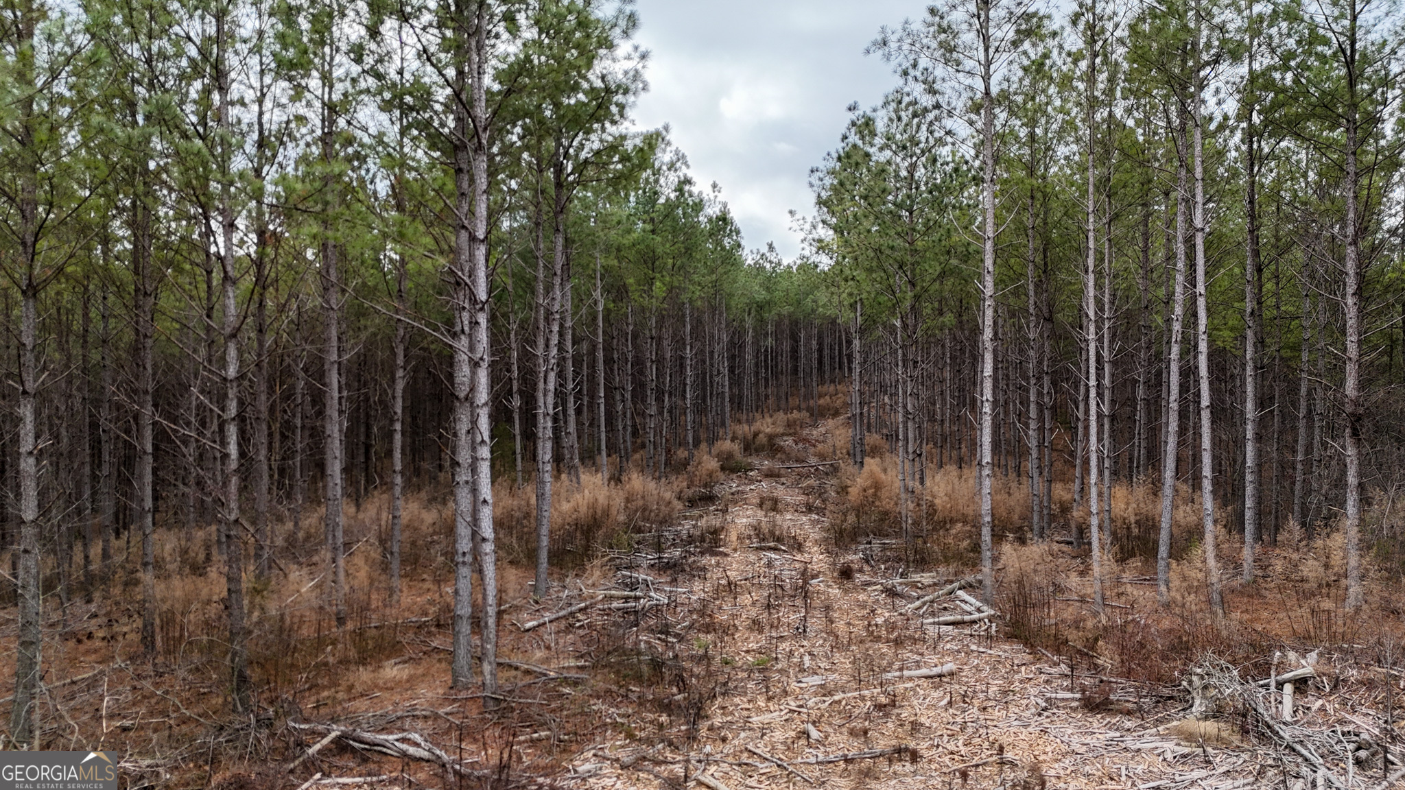 557 Acres On Taliaferro Springs Road Property Photo 5