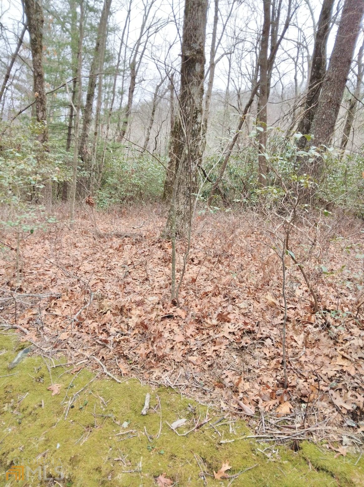 0 Lot 10 & 11 Honey Bear Lot 11 Property Photo 1