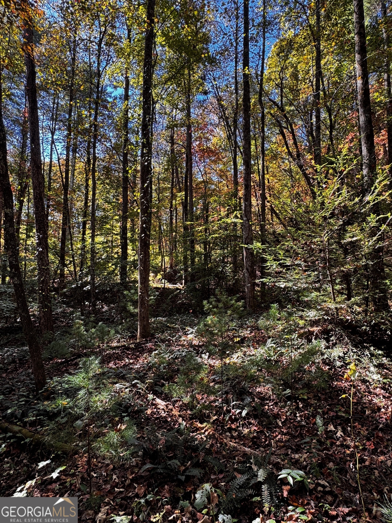 6x Laurelwood Property Photo 45