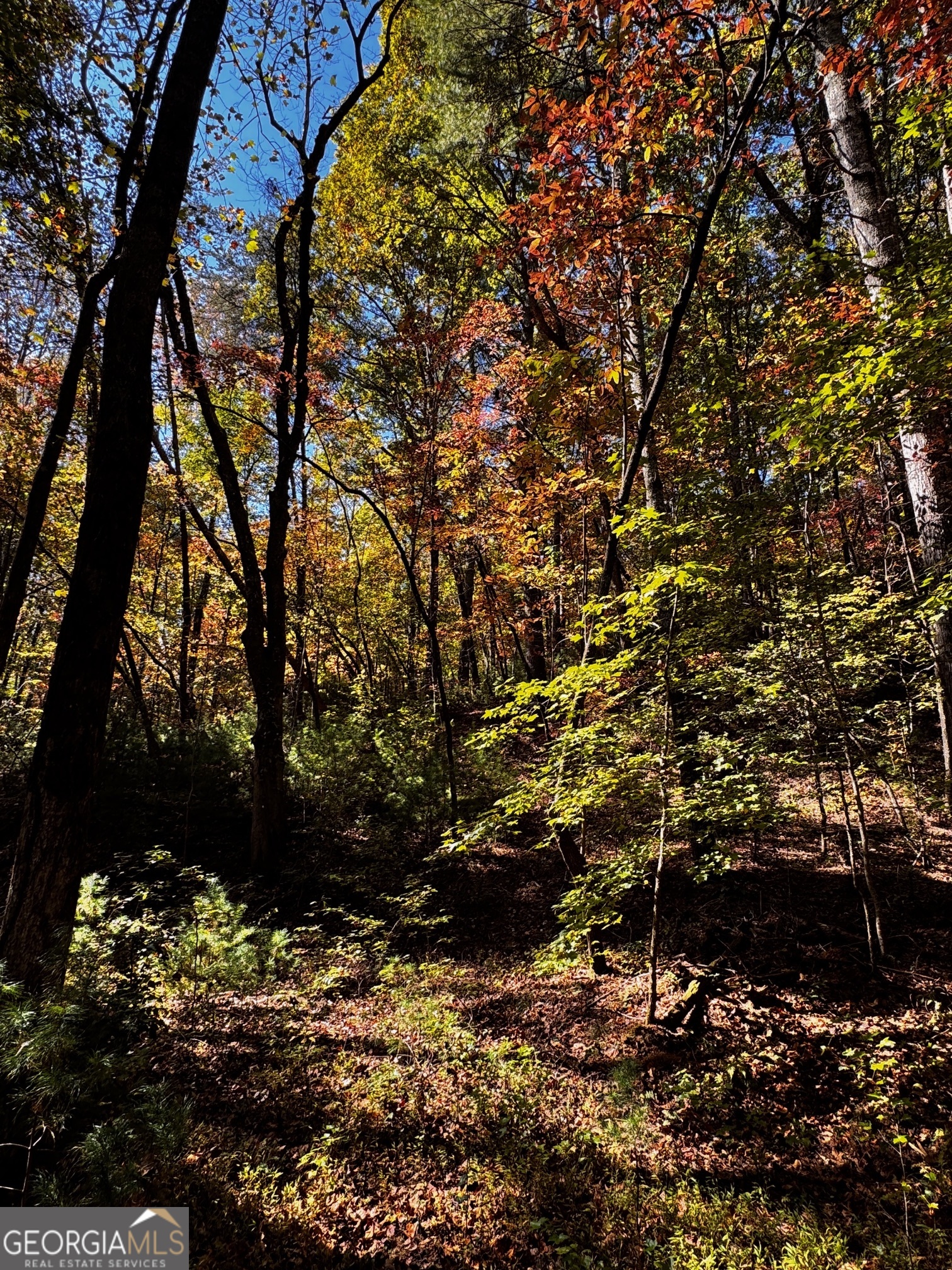 6x Laurelwood Property Photo 47
