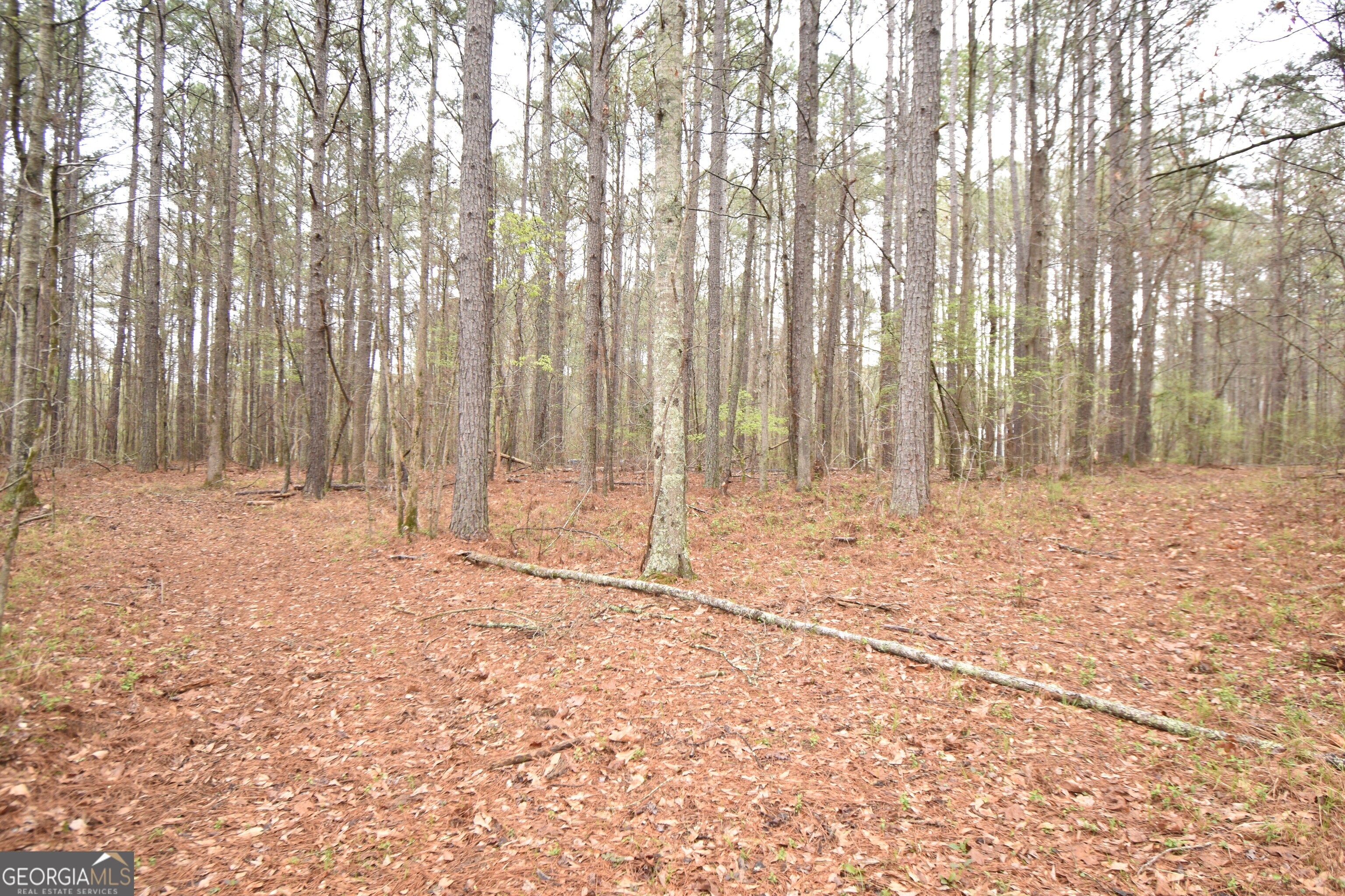 955 Cheatham Road Property Photo 5