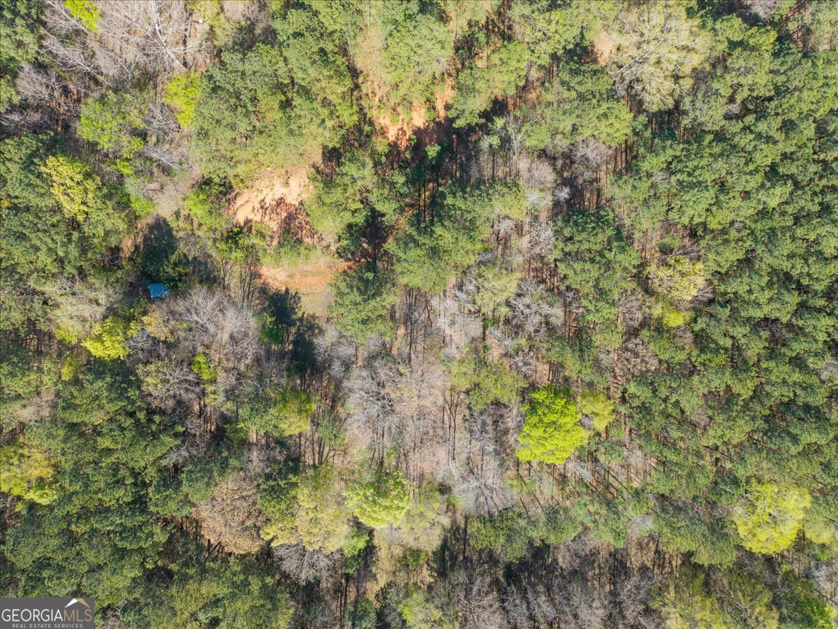 198 +/- Acres Apalachee Woods Trail Property Photo 20