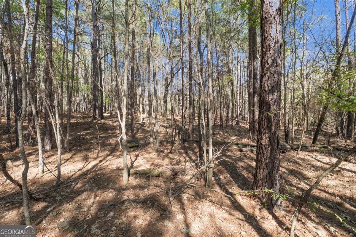 198 +/- Acres Apalachee Woods Trail Property Photo 24
