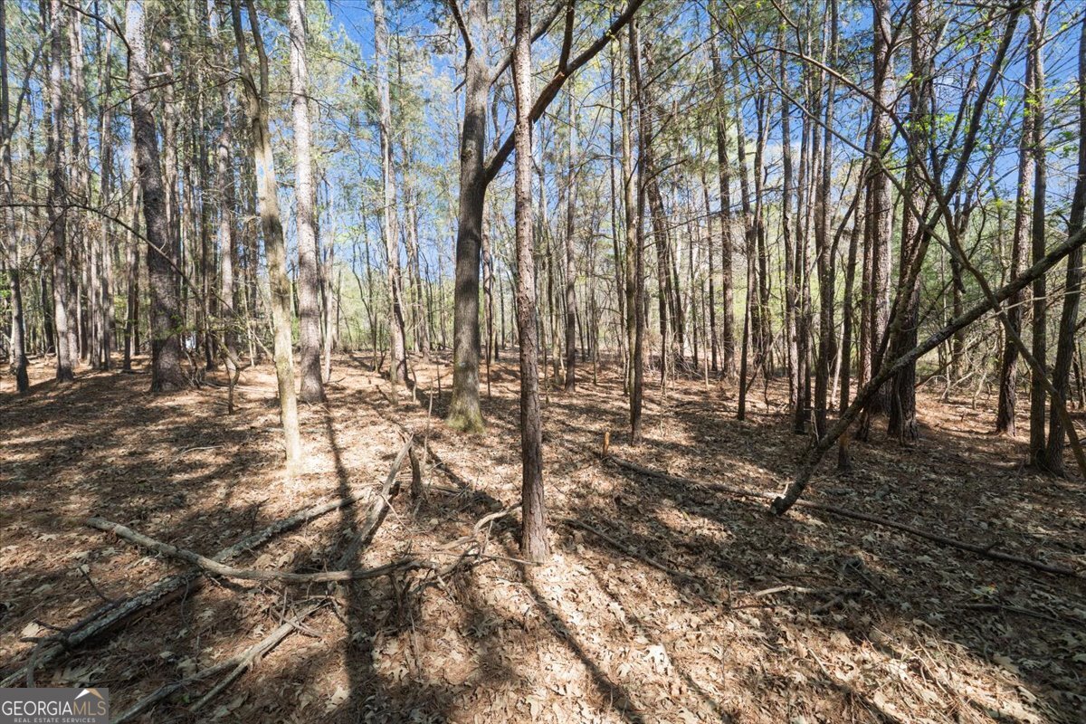 198 +/- Acres Apalachee Woods Trail Property Photo 25