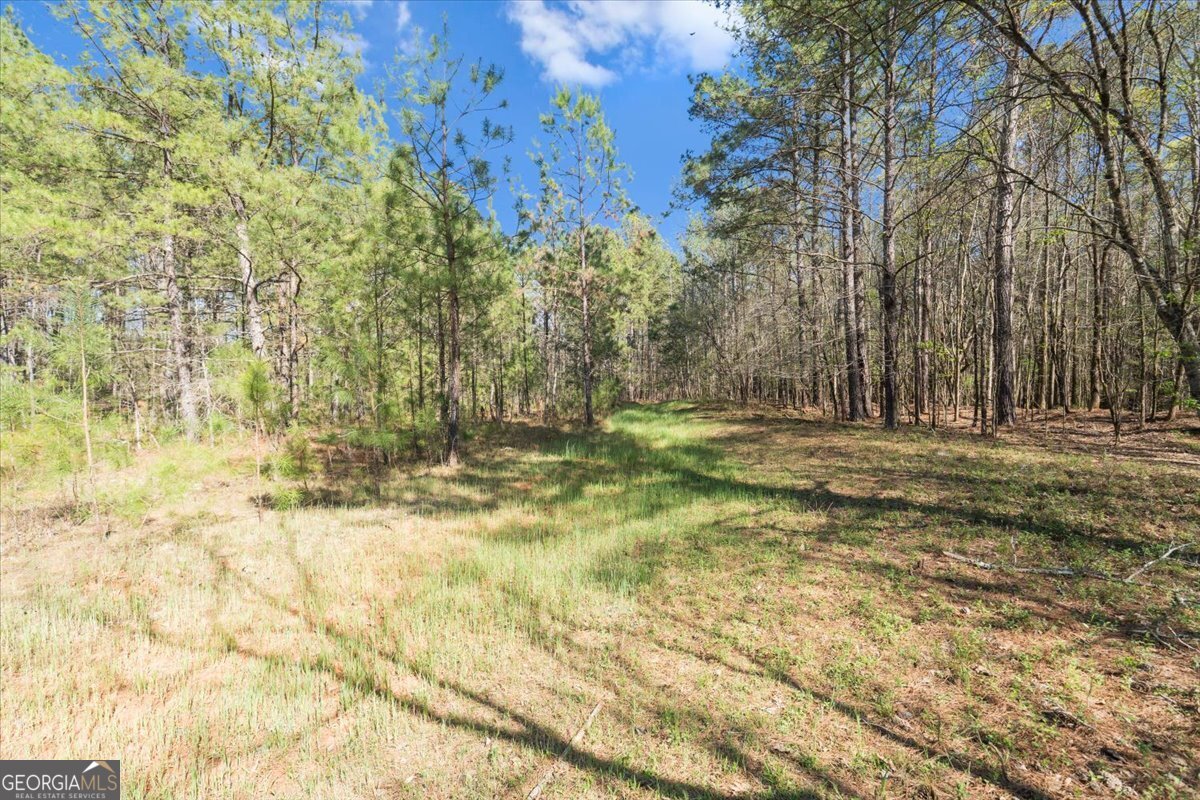 198 +/- Acres Apalachee Woods Trail Property Photo 29