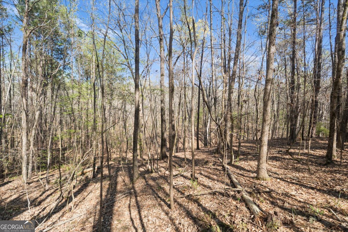 198 +/- Acres Apalachee Woods Trail Property Photo 33