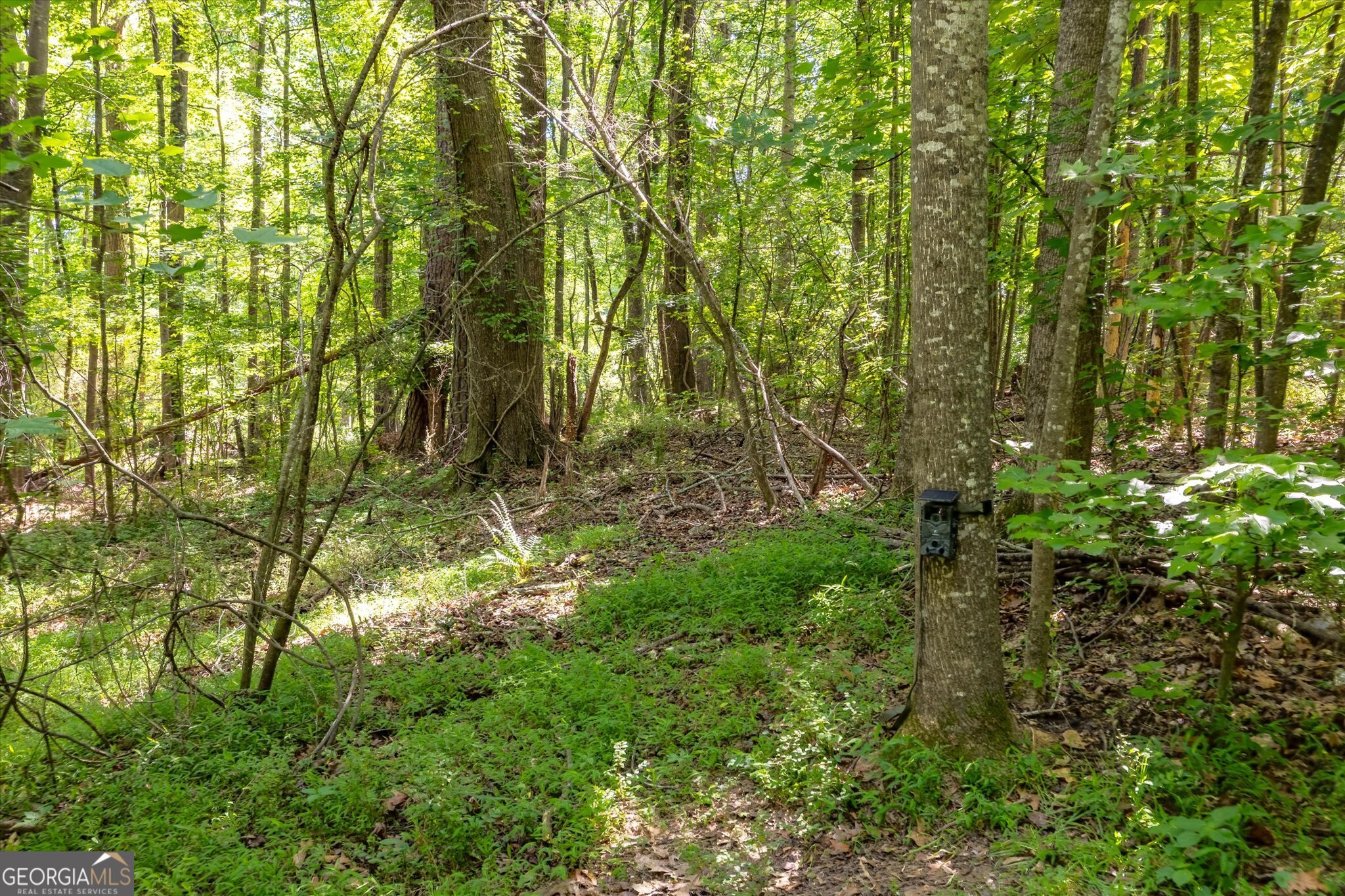 0 Gene Bell Road Property Photo 6