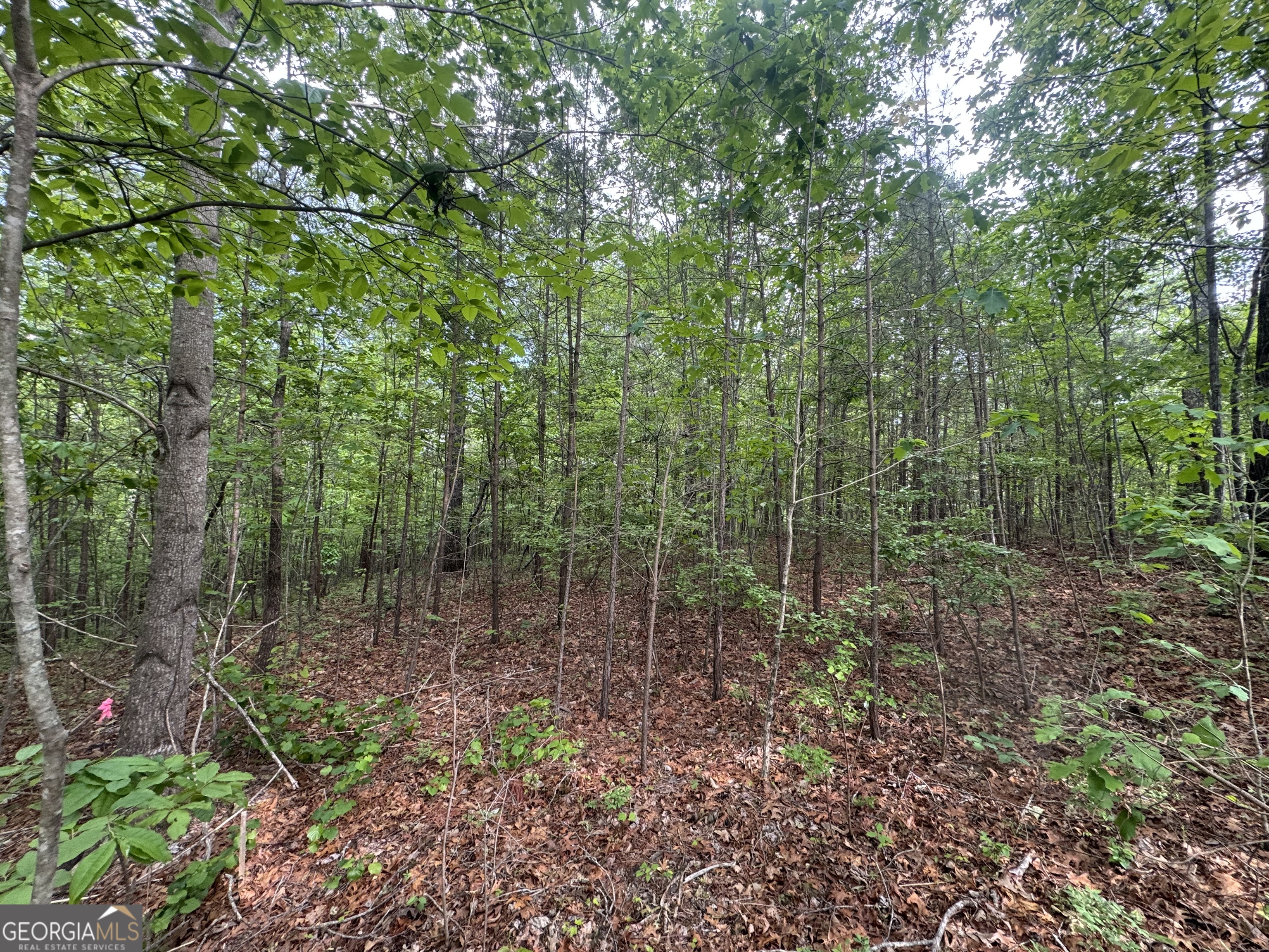 1786 Jones Mountain Road Property Photo 3
