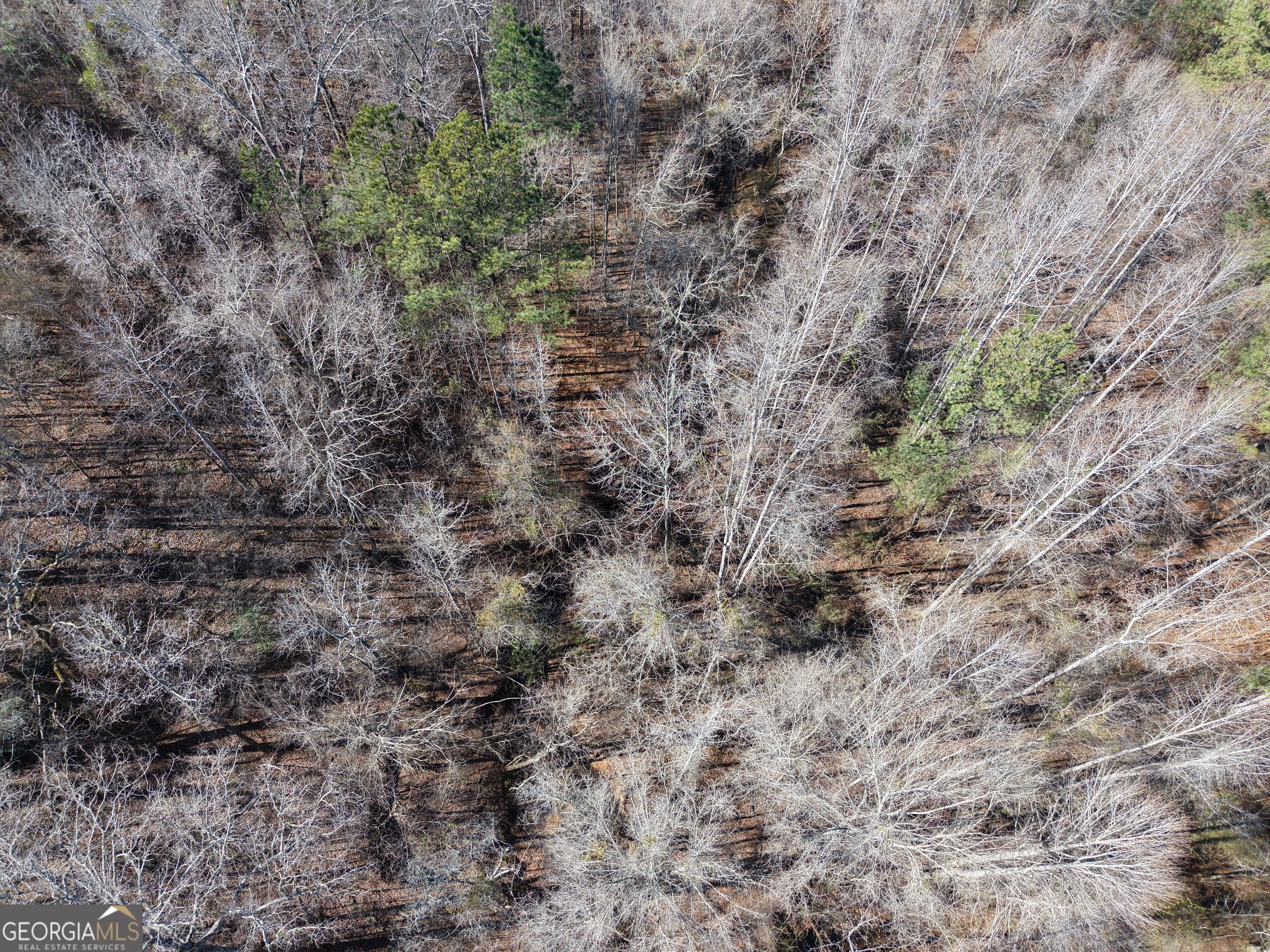 103 Acres Pobiddy Road Property Photo 12