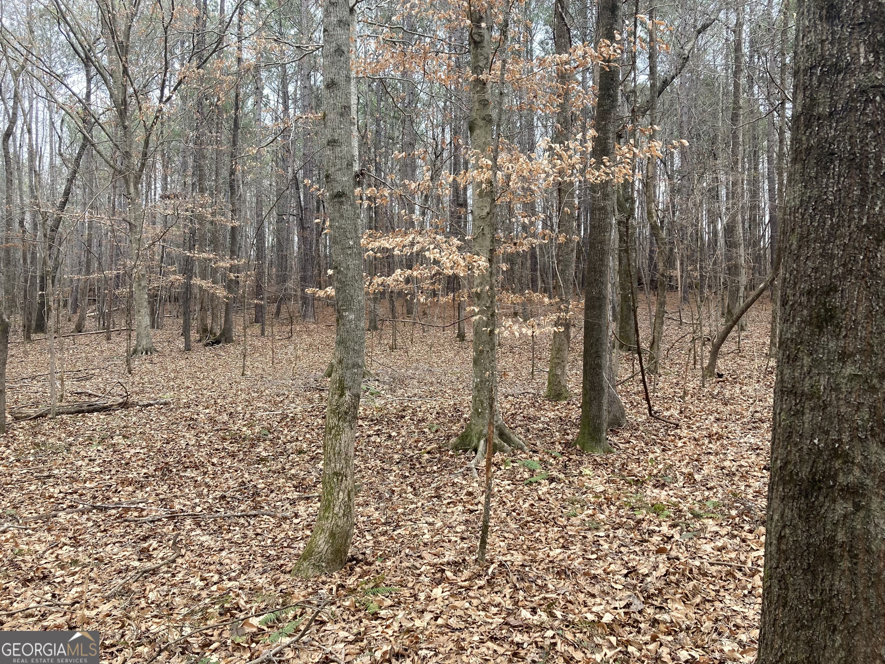 103 Acres Pobiddy Road Property Photo 14