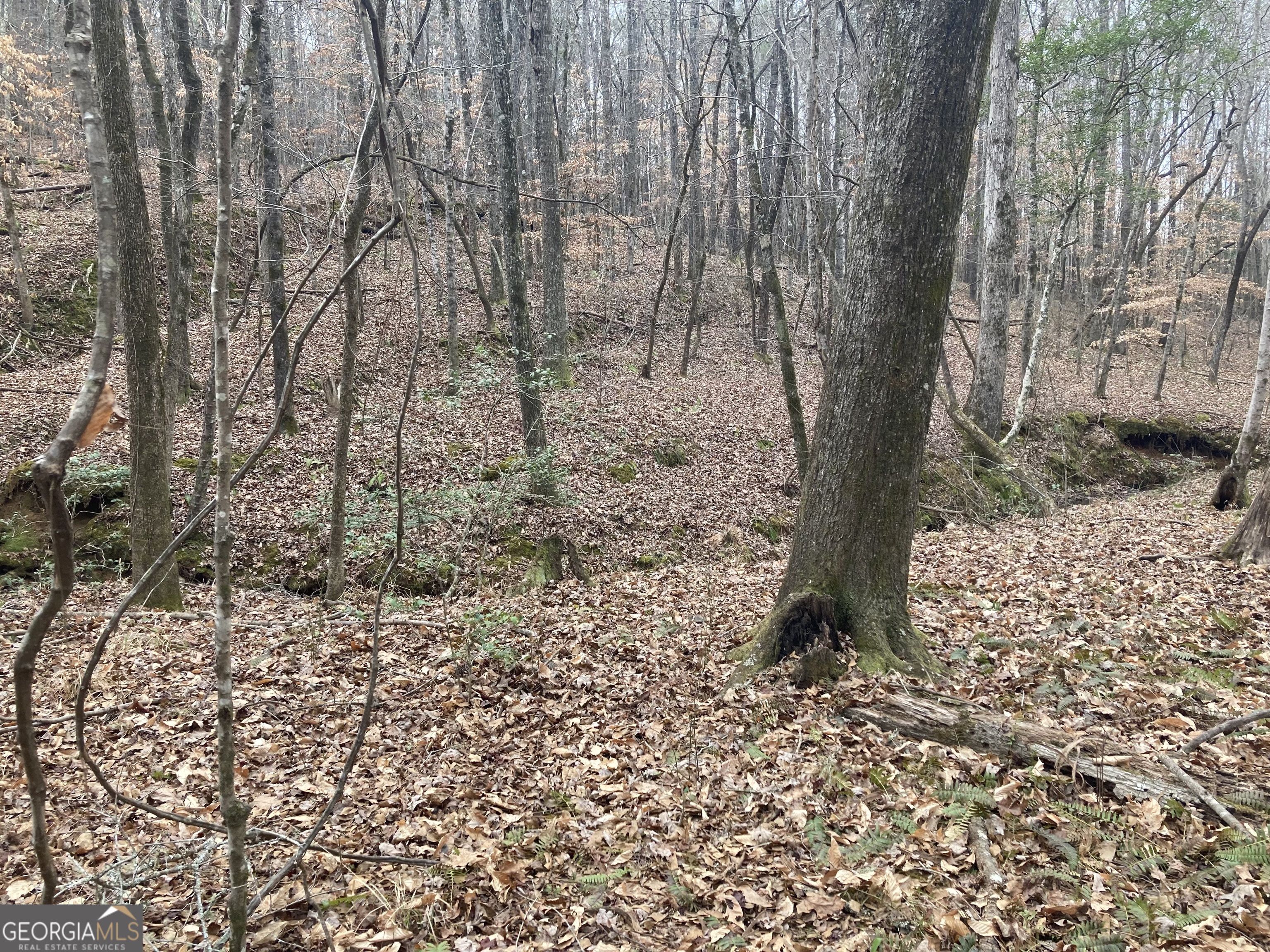 103 Acres Pobiddy Road Property Photo 15