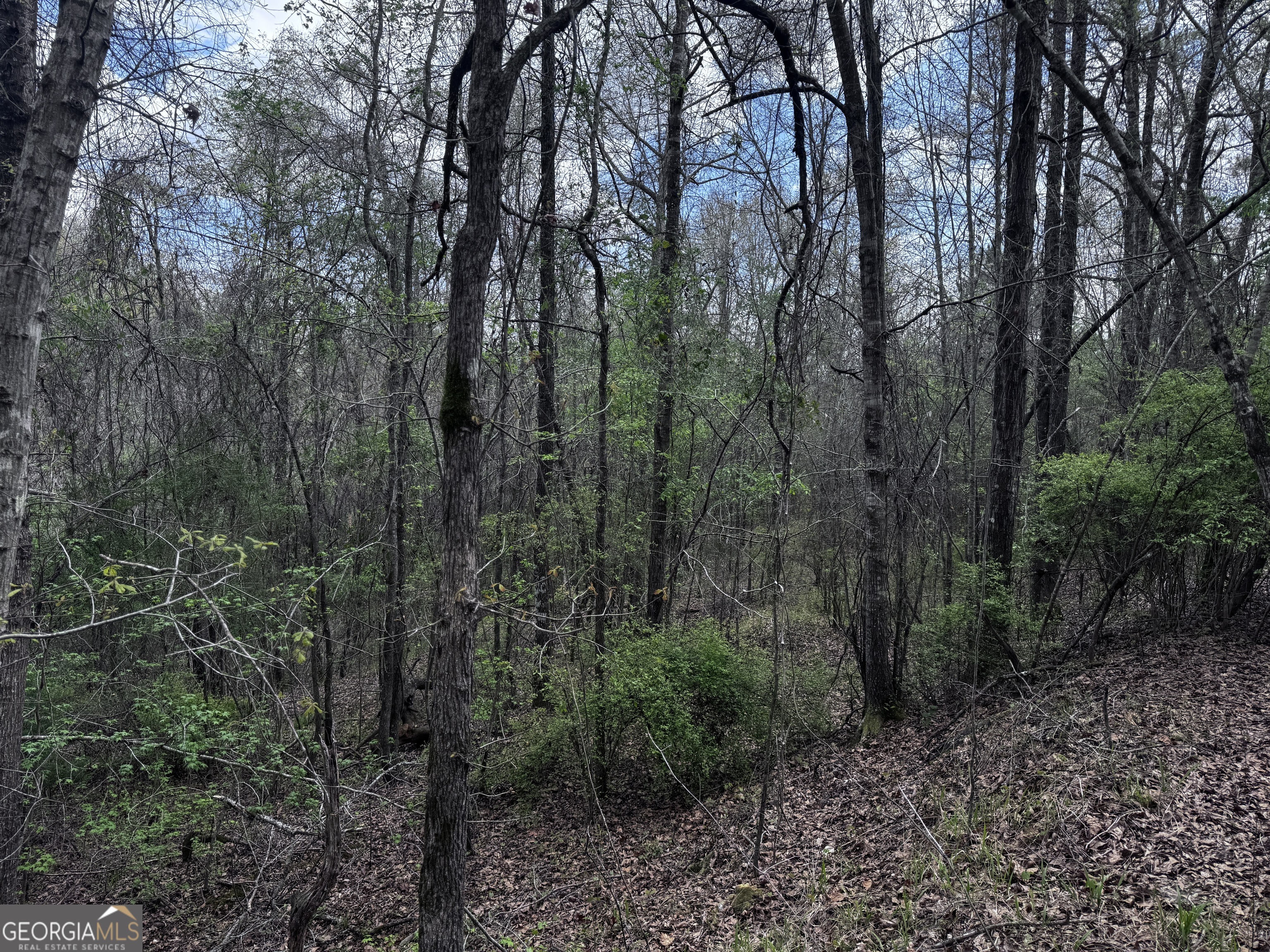 31+/- Ac Highway 26 Property Photo 5