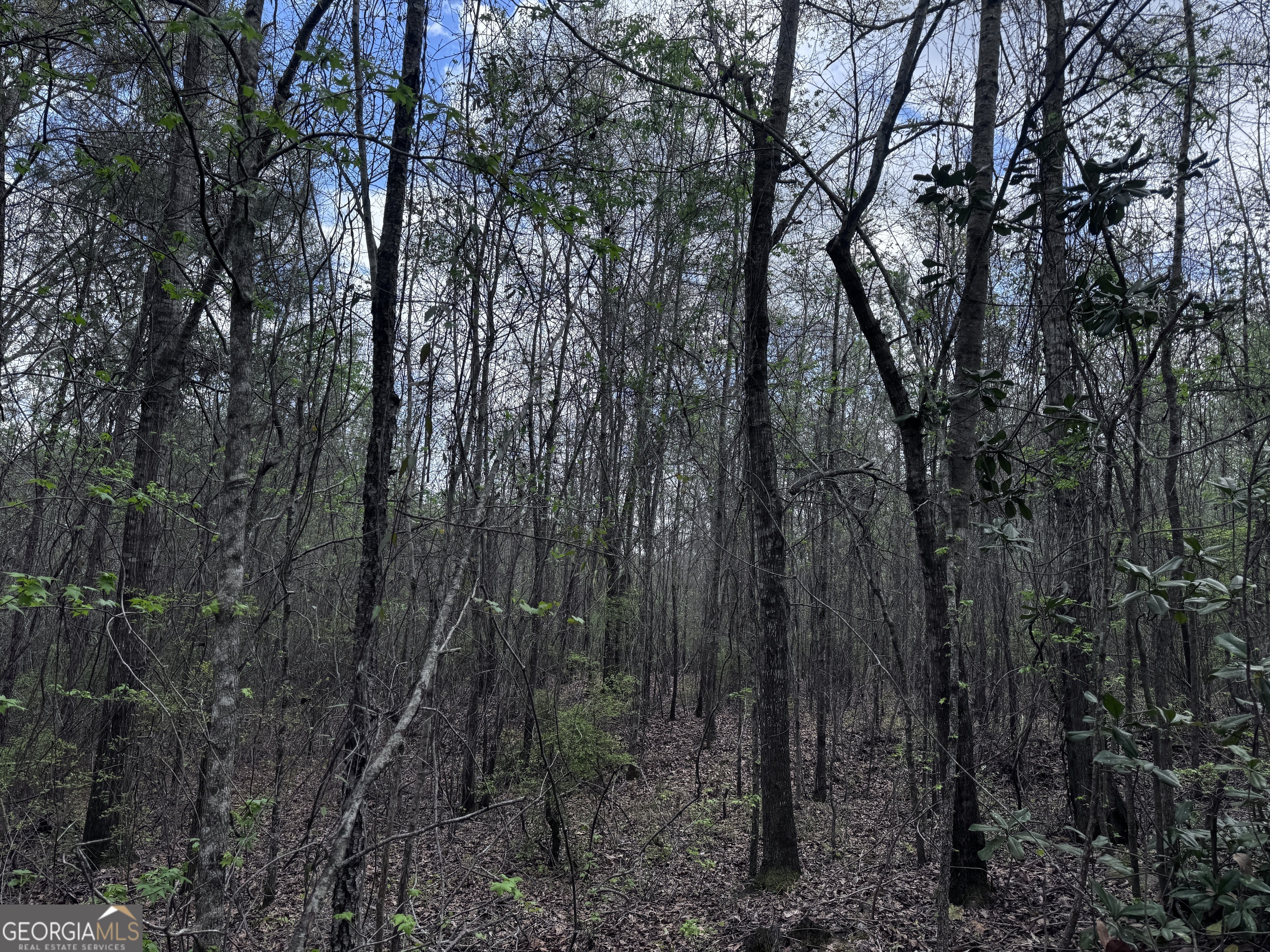 31+/- Ac Highway 26 Property Photo 6