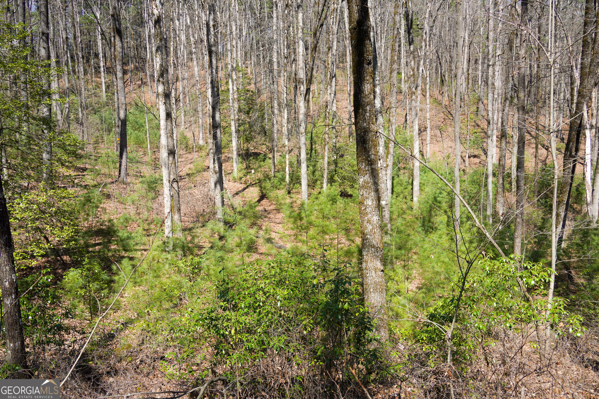 0 Hale Ridge Road Property Photo 16