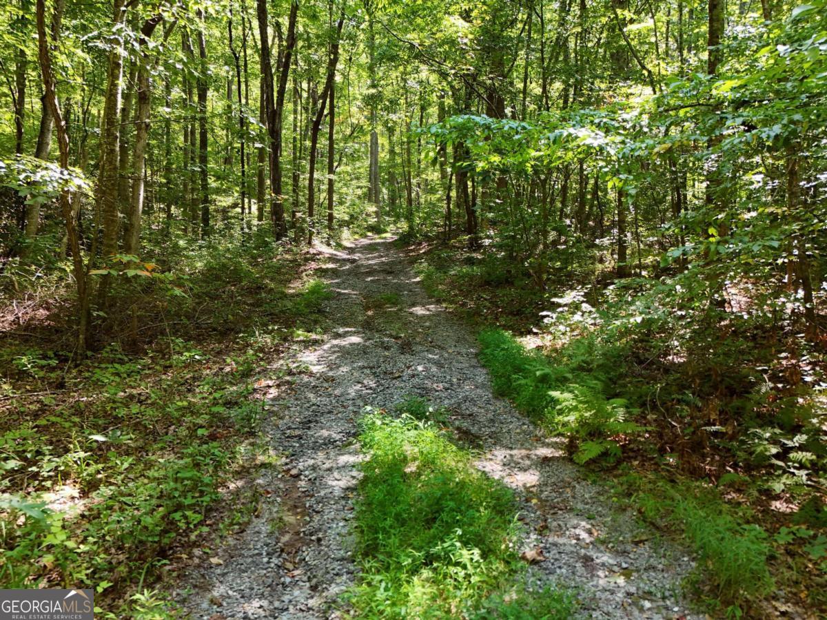 145 Ac. Bell Mountain Property Photo 13