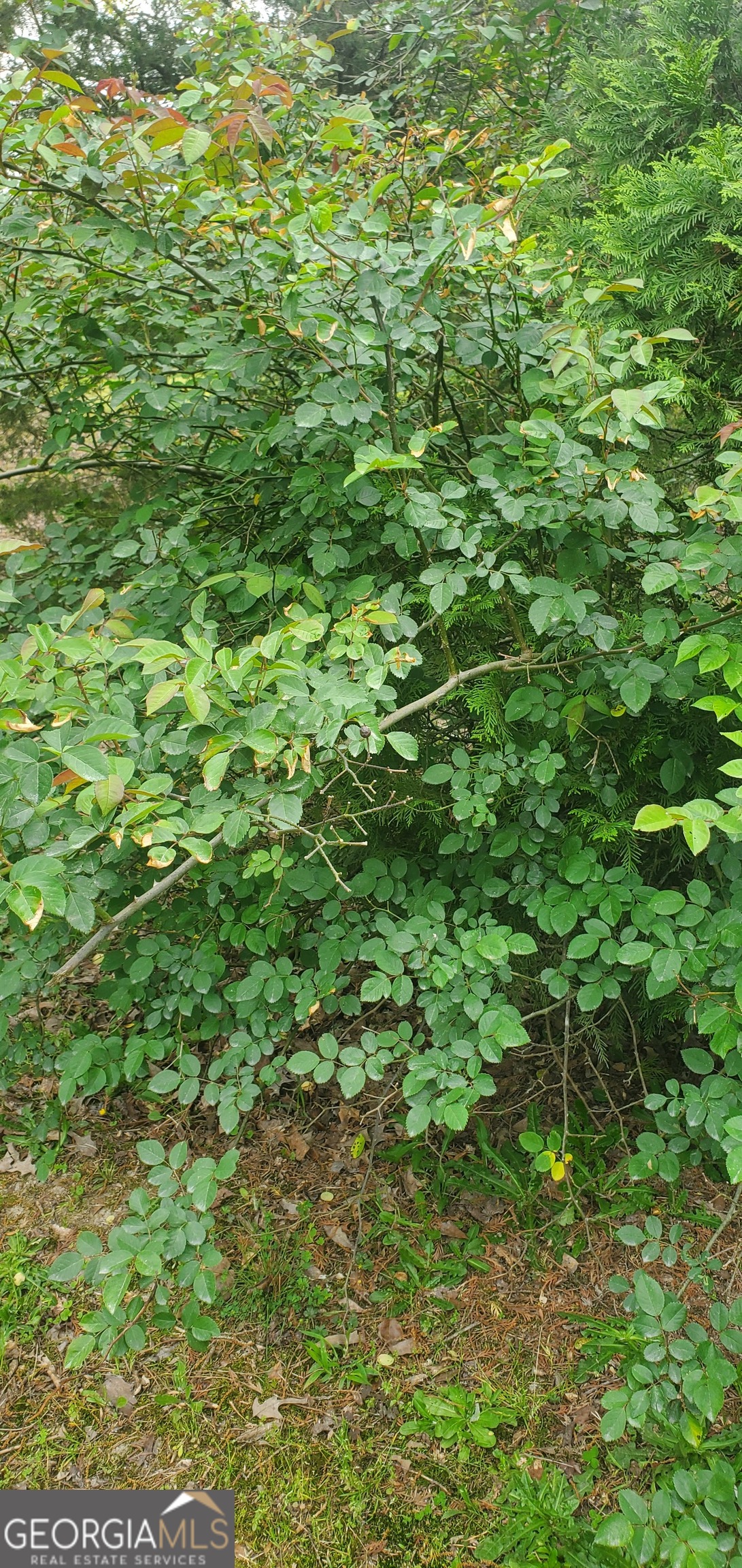 384 Enon Grove Road Property Photo 100