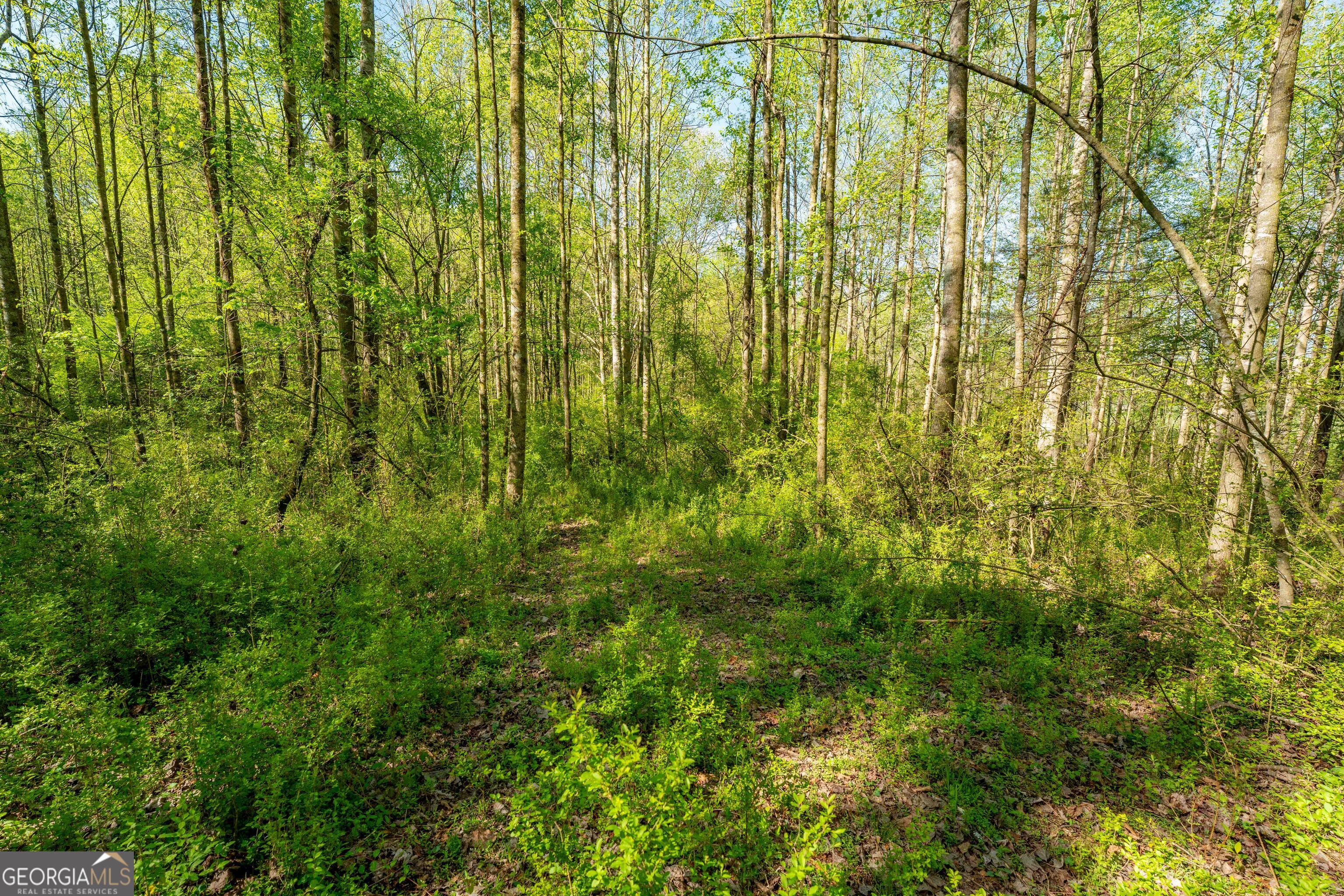 0 Glade Rocks Springs Road Property Photo 20