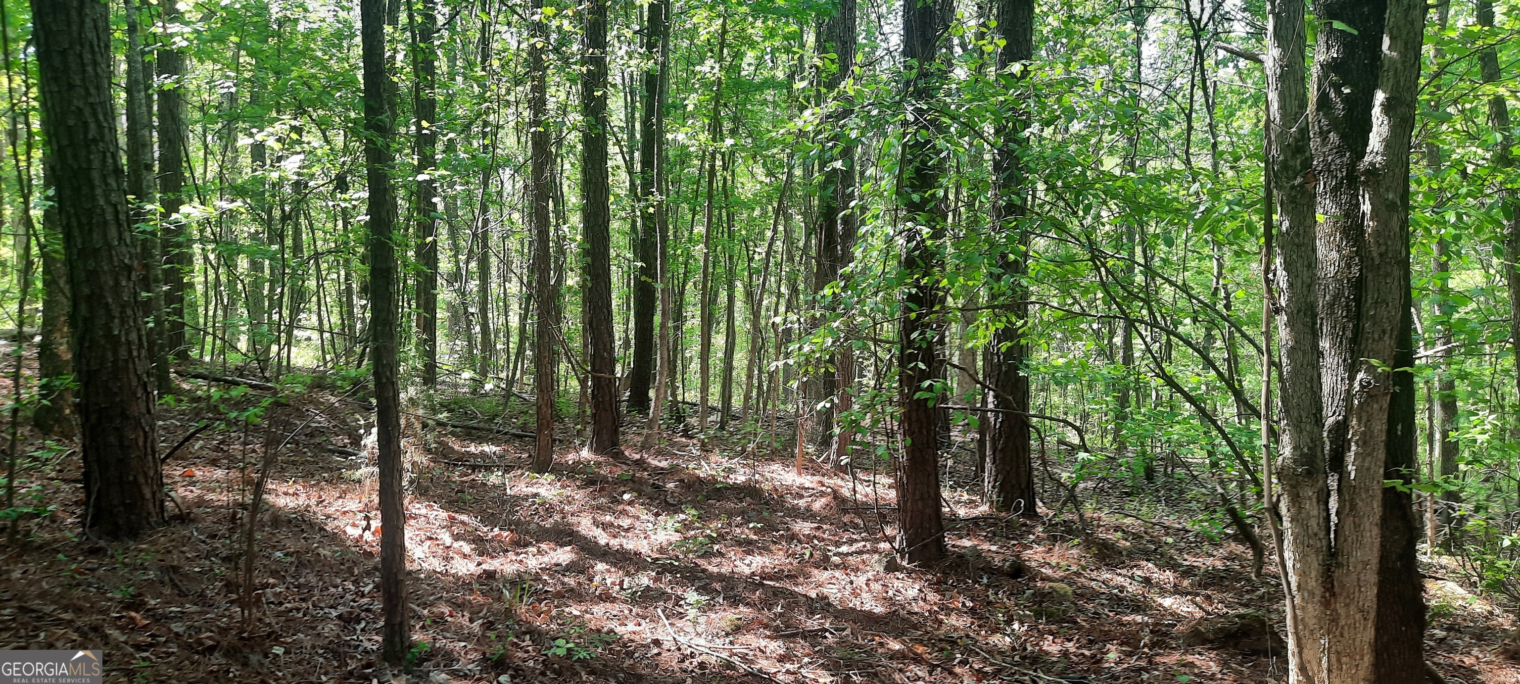 11300 Azalea Trail Property Photo 4
