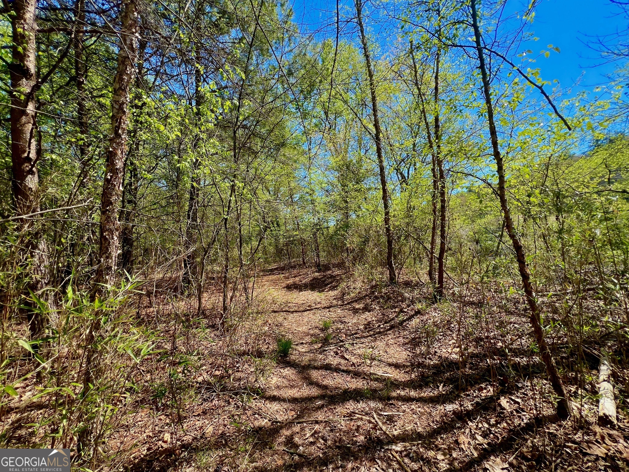 0 Toccoa River Forest Property Photo 8