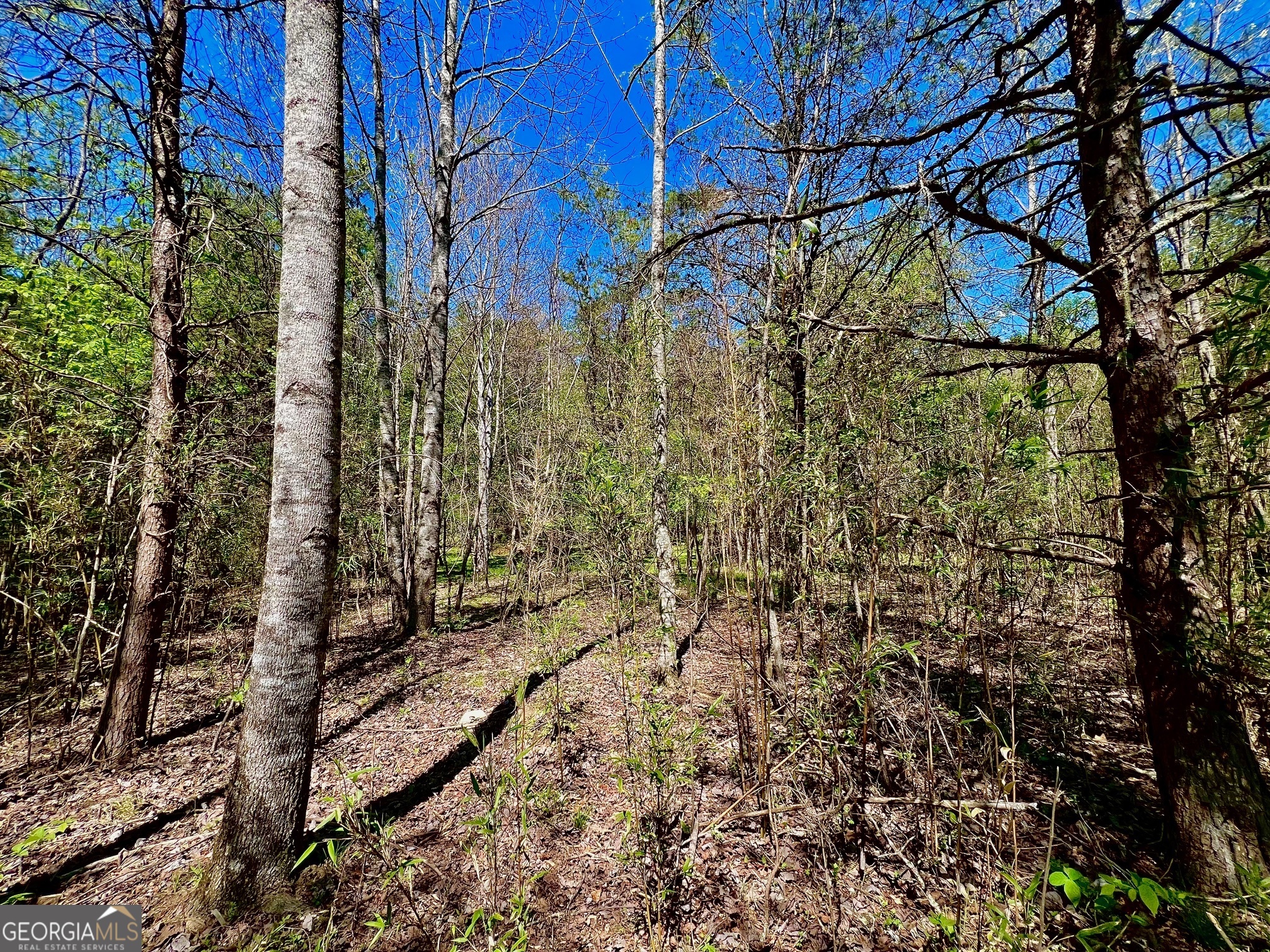 0 Toccoa River Forest Property Photo 12
