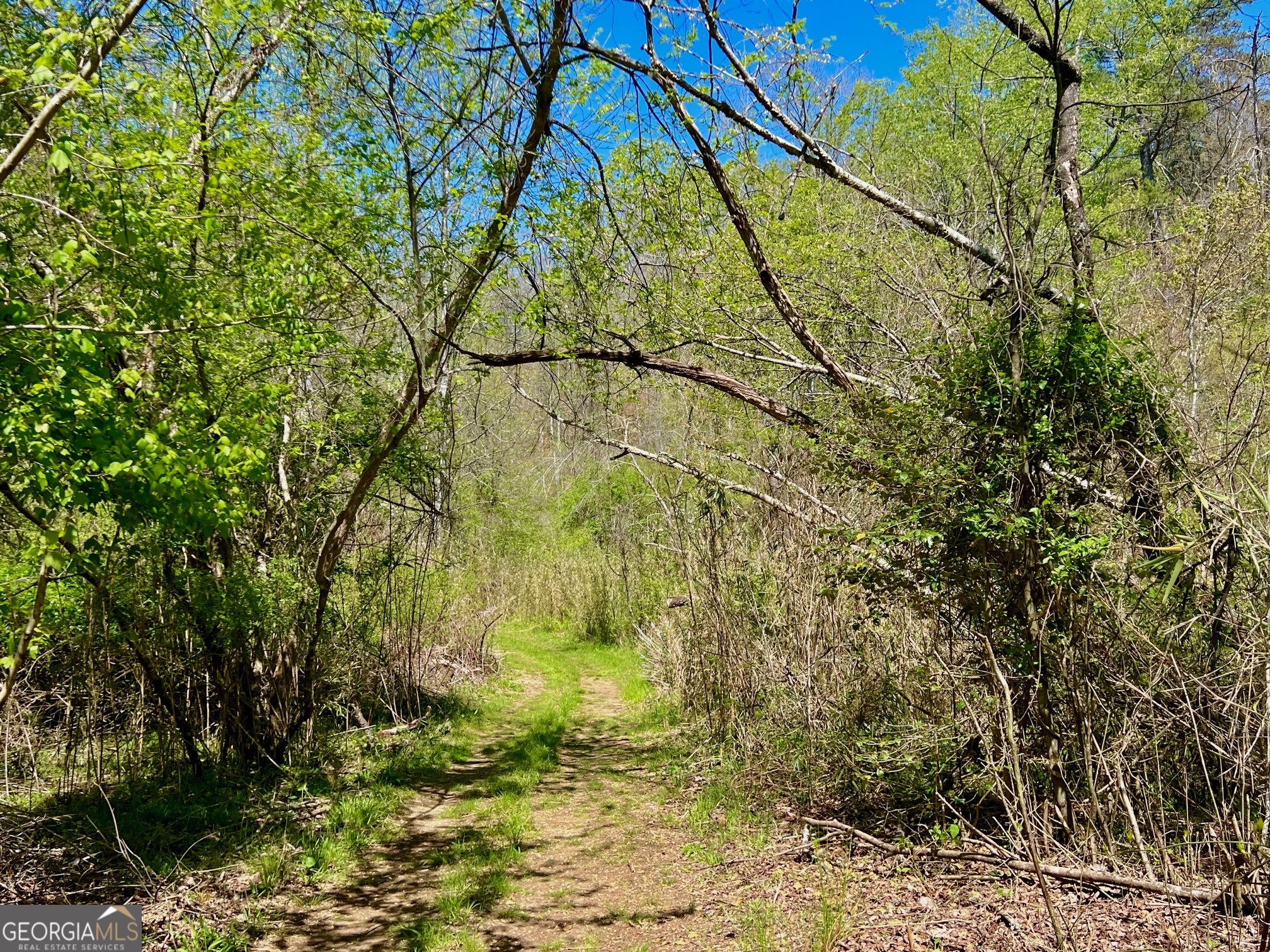 0 Toccoa River Forest Property Photo 17