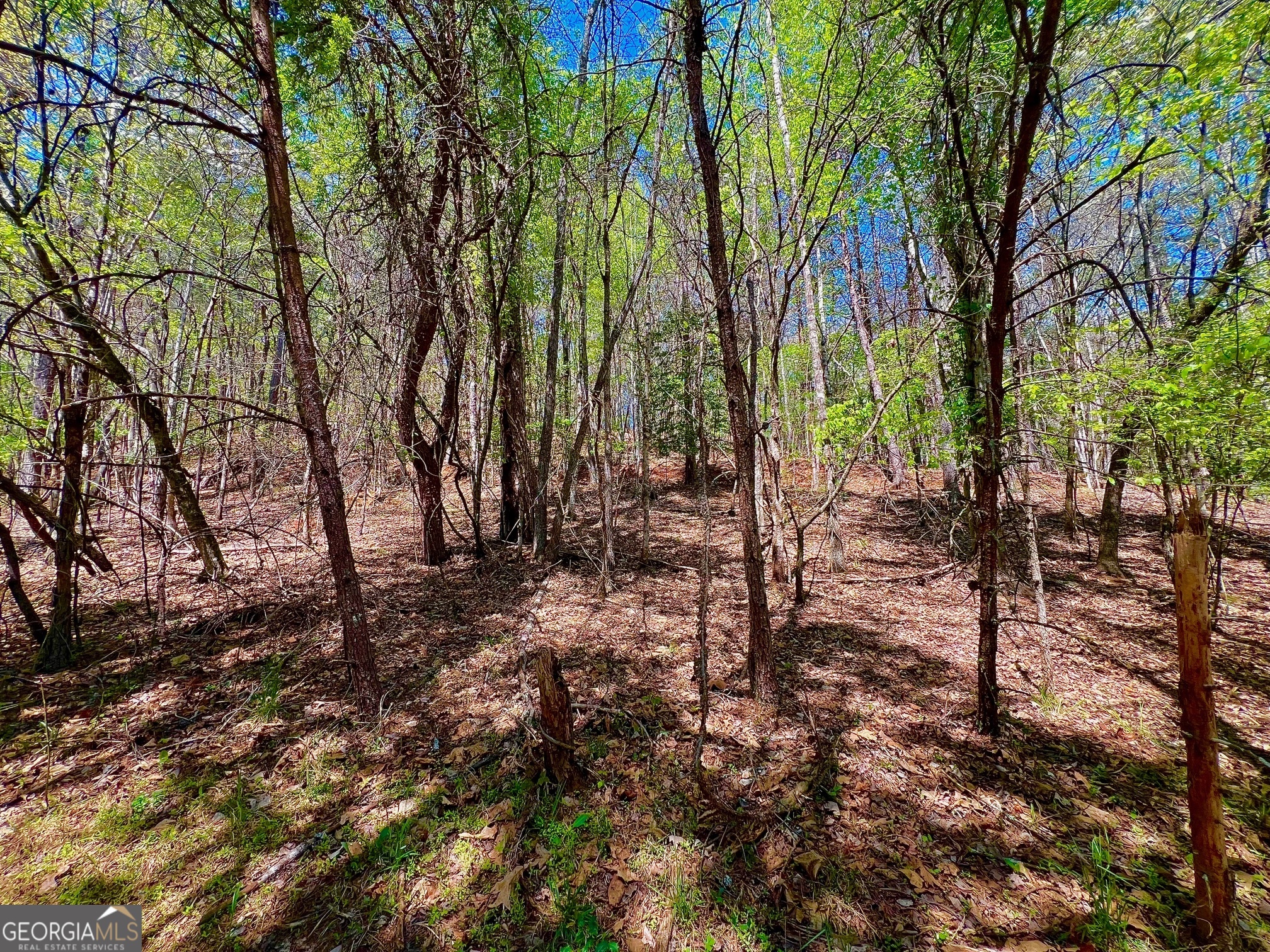 0 Toccoa River Forest Property Photo 19