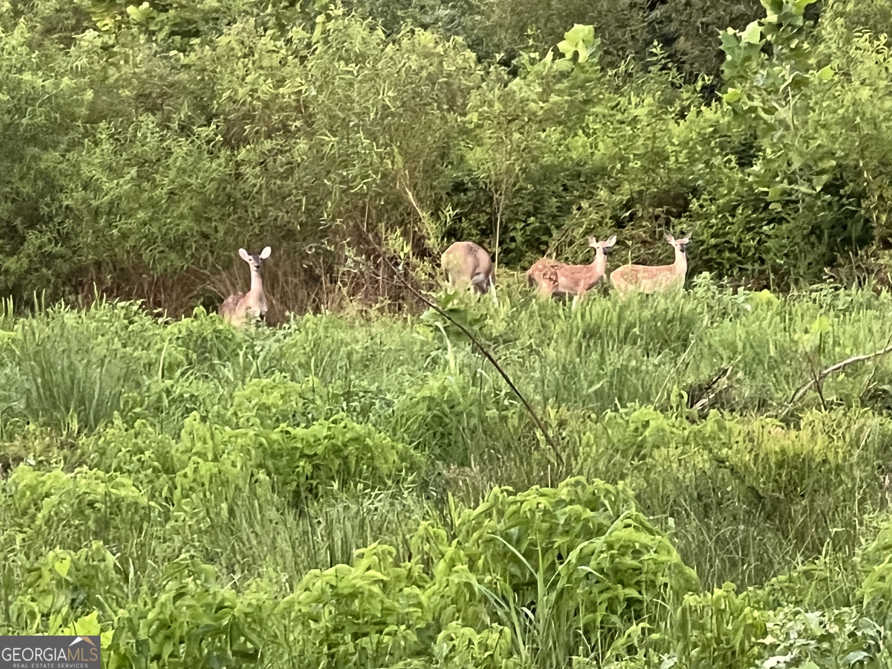 951 Canter Way Property Photo 96
