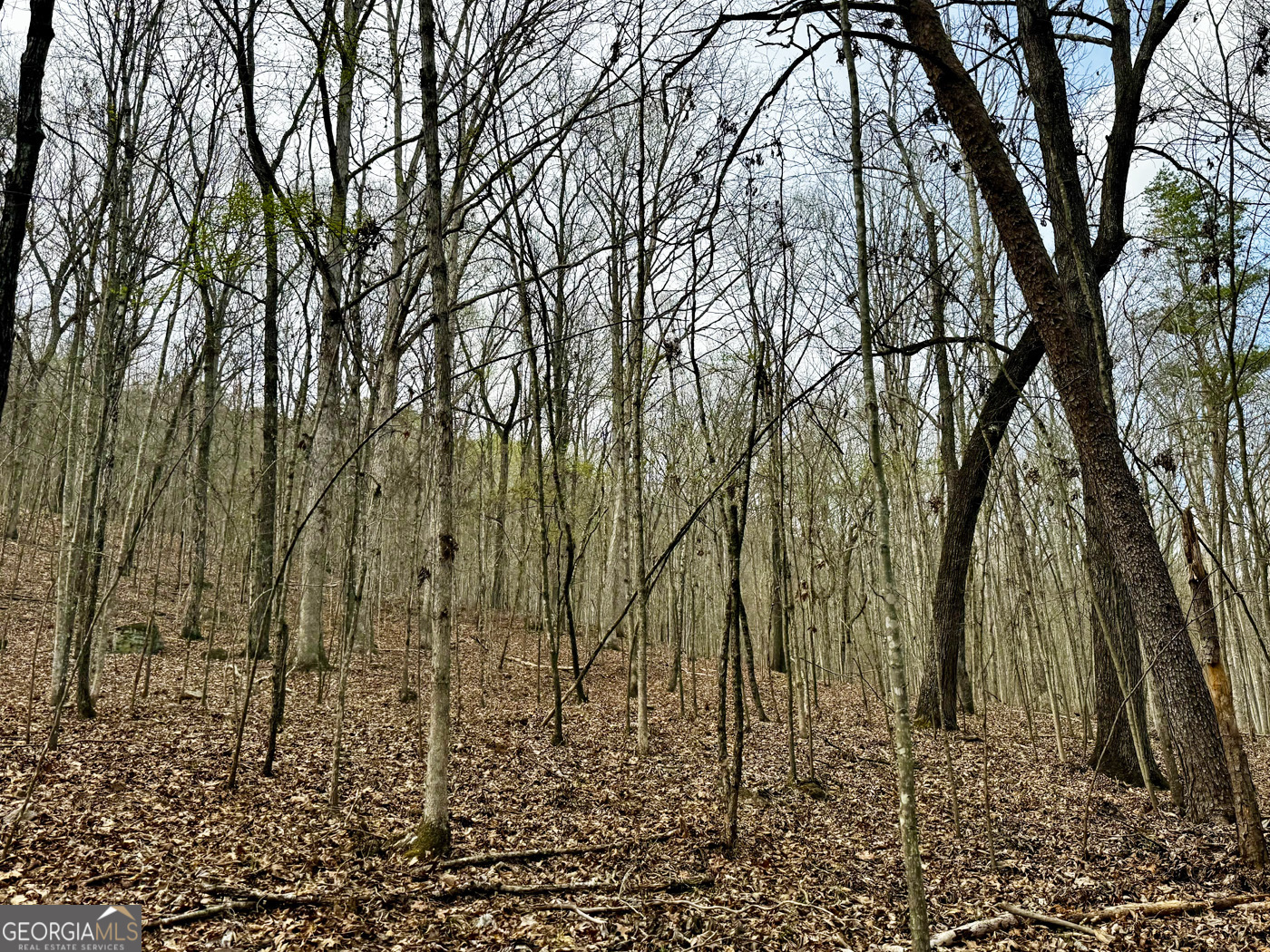 49.85ac Johnson Cemetery Property Photo 11