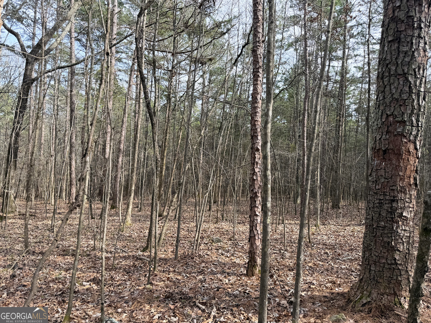 49.85ac Johnson Cemetery Property Photo 13