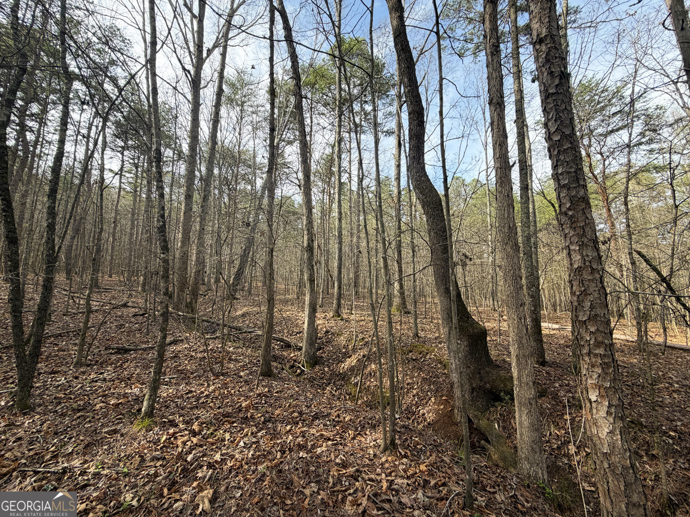 49.85ac Johnson Cemetery Property Photo 17