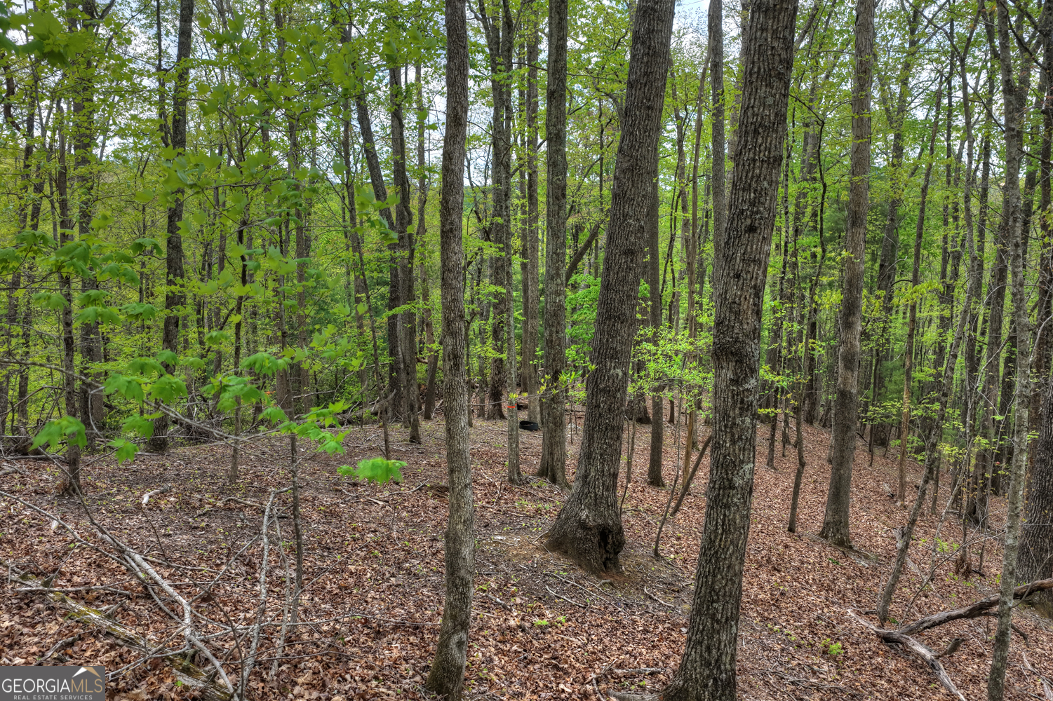 660 Ripshin Mountain Road Property Photo 33
