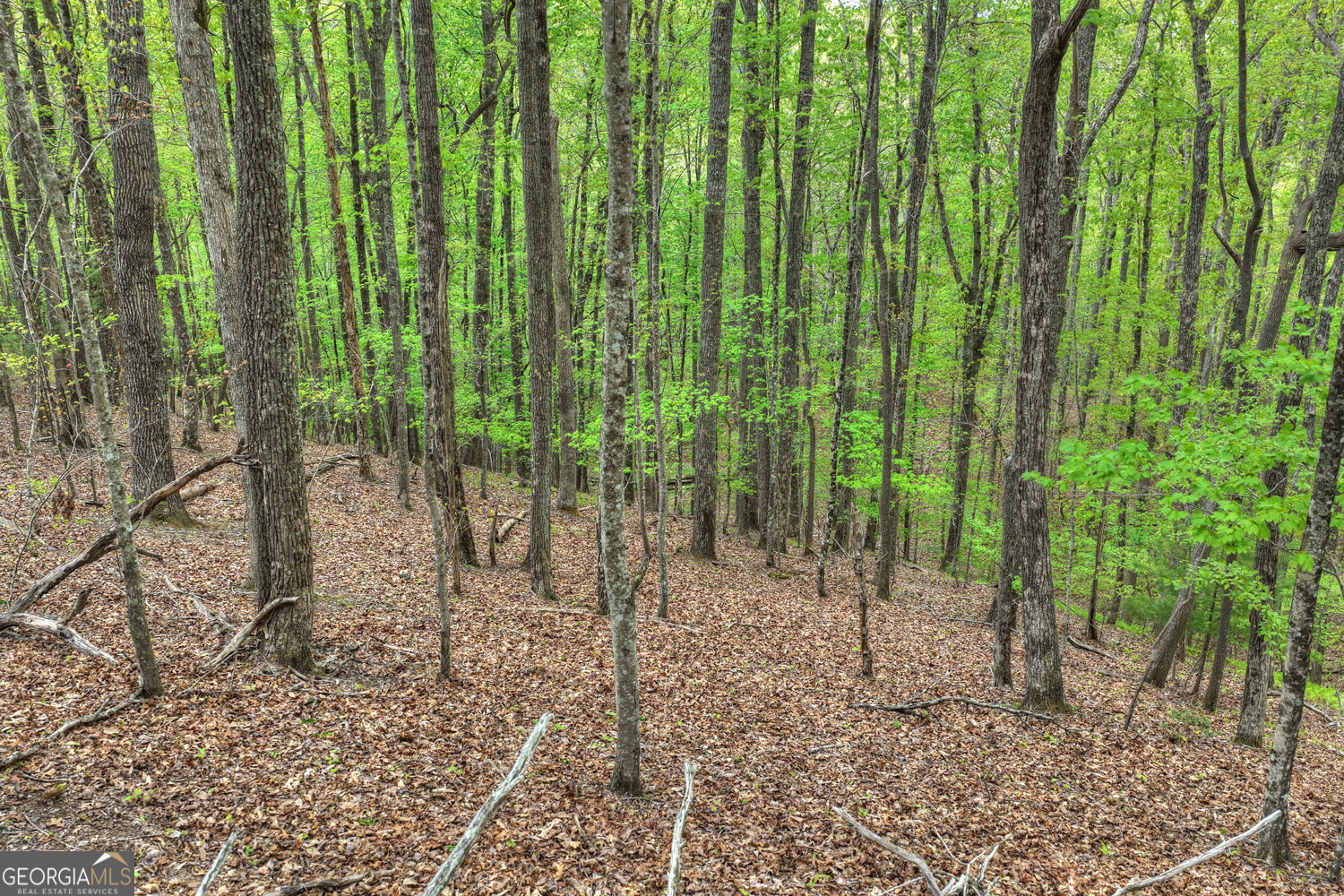 660 Ripshin Mountain Road Property Photo 34