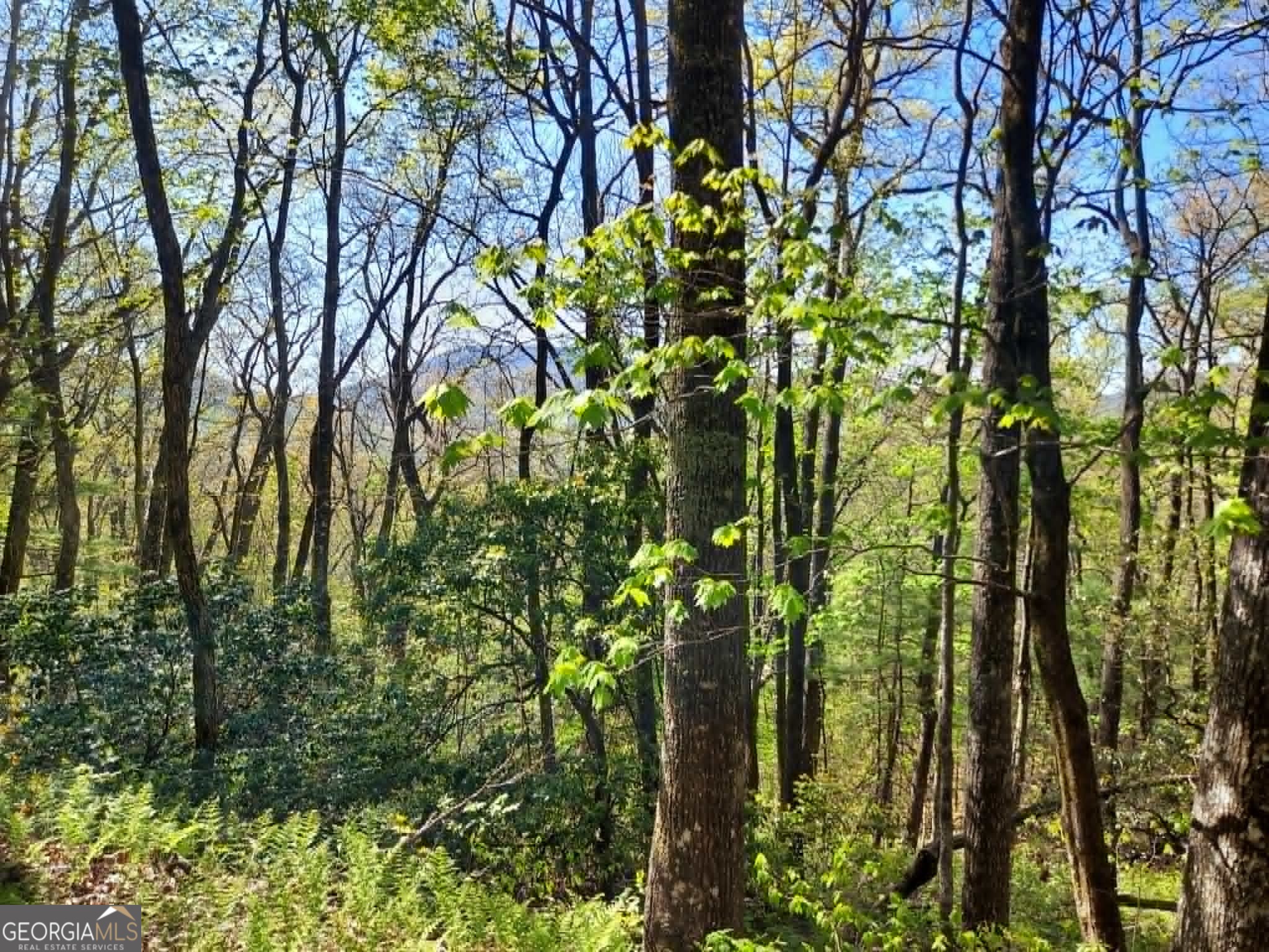 0 Lot 40 Pipetrack Gap Road Property Photo 1