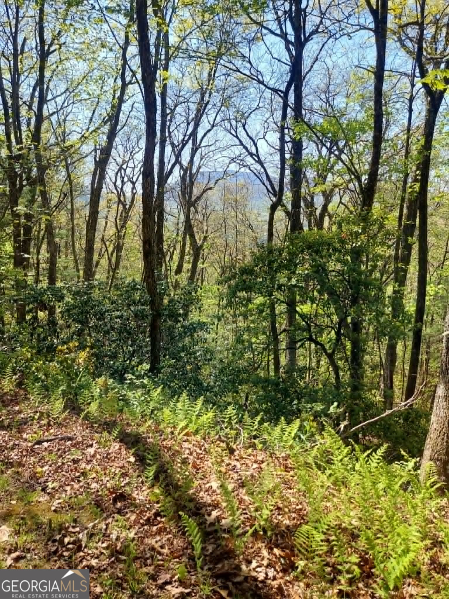0 Lot 40 Pipetrack Gap Road Property Photo 2