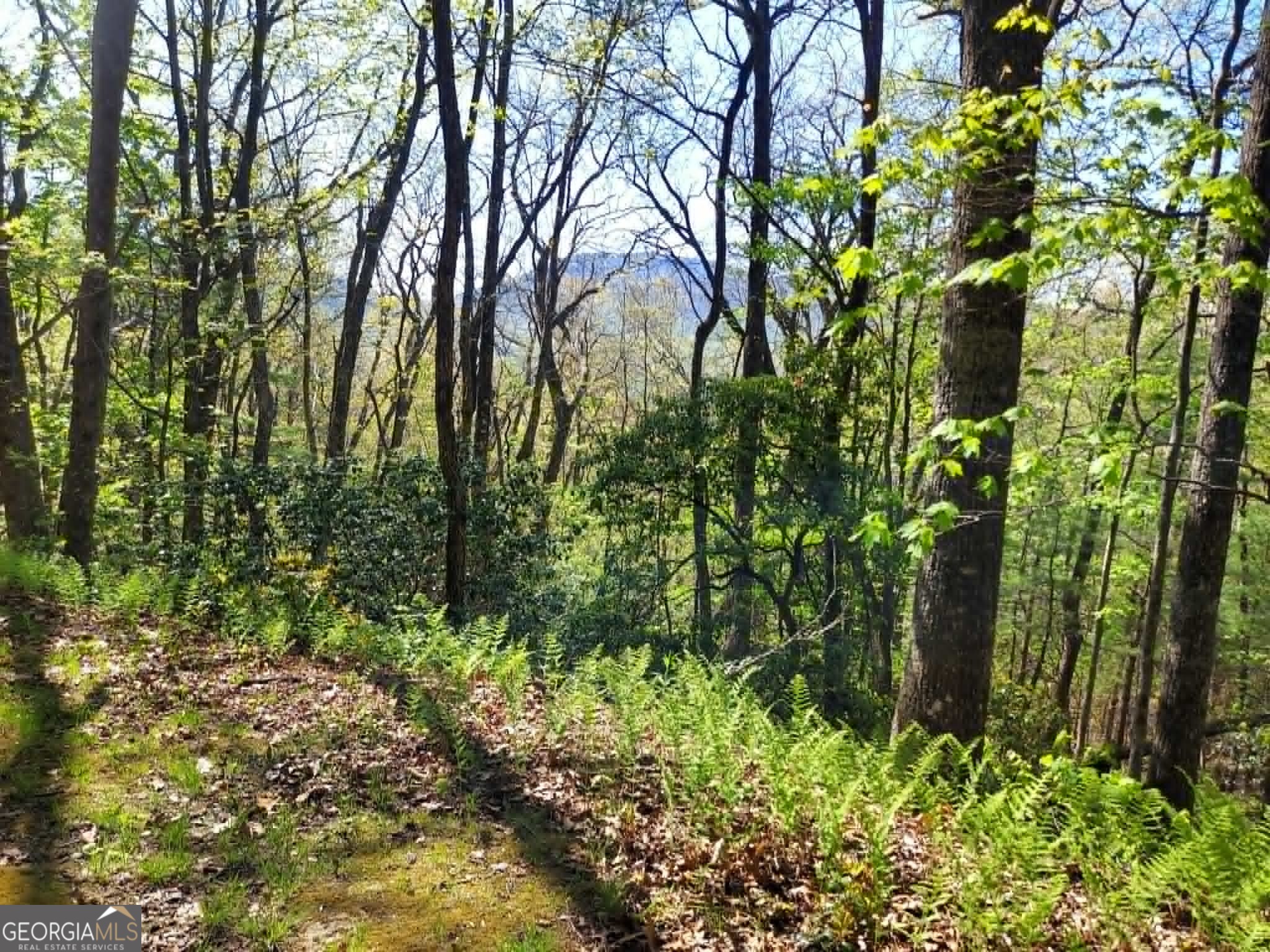 0 Lot 40 Pipetrack Gap Road Property Photo 5