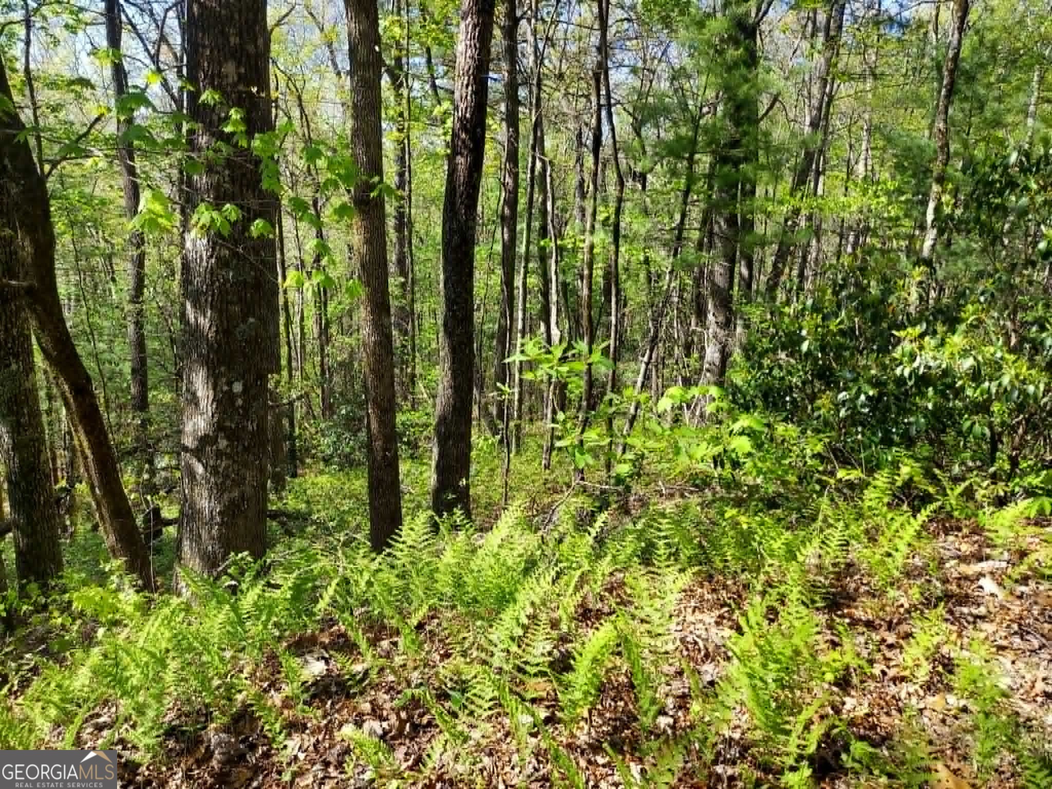0 Lot 40 Pipetrack Gap Road Property Photo 6