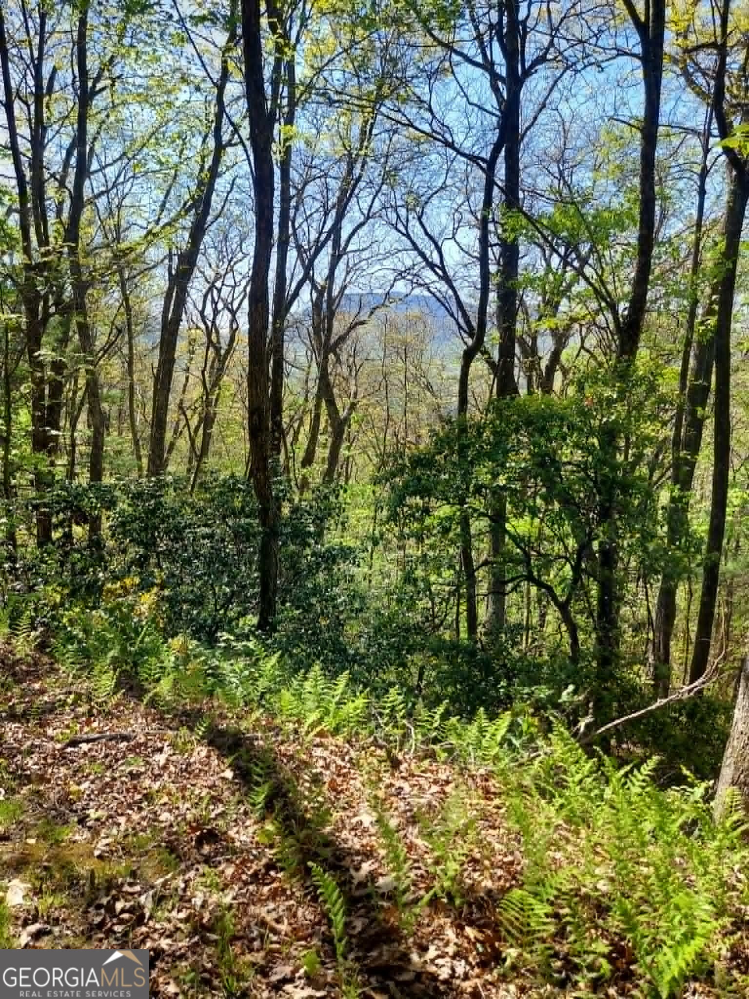 0 Lot 40 Pipetrack Gap Road Property Photo 8