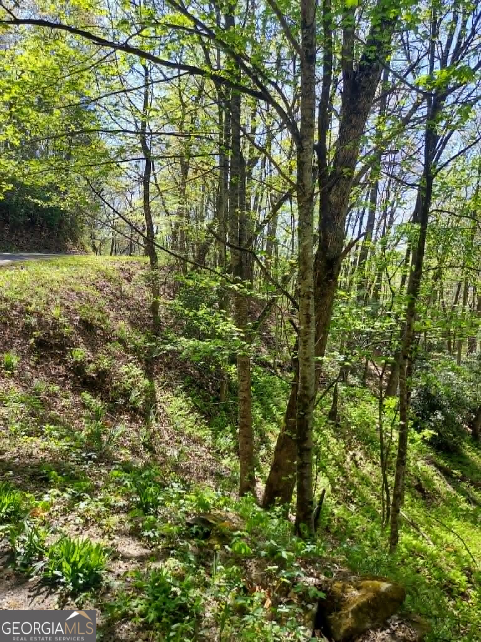 0 Lot 40 Pipetrack Gap Road Property Photo 12