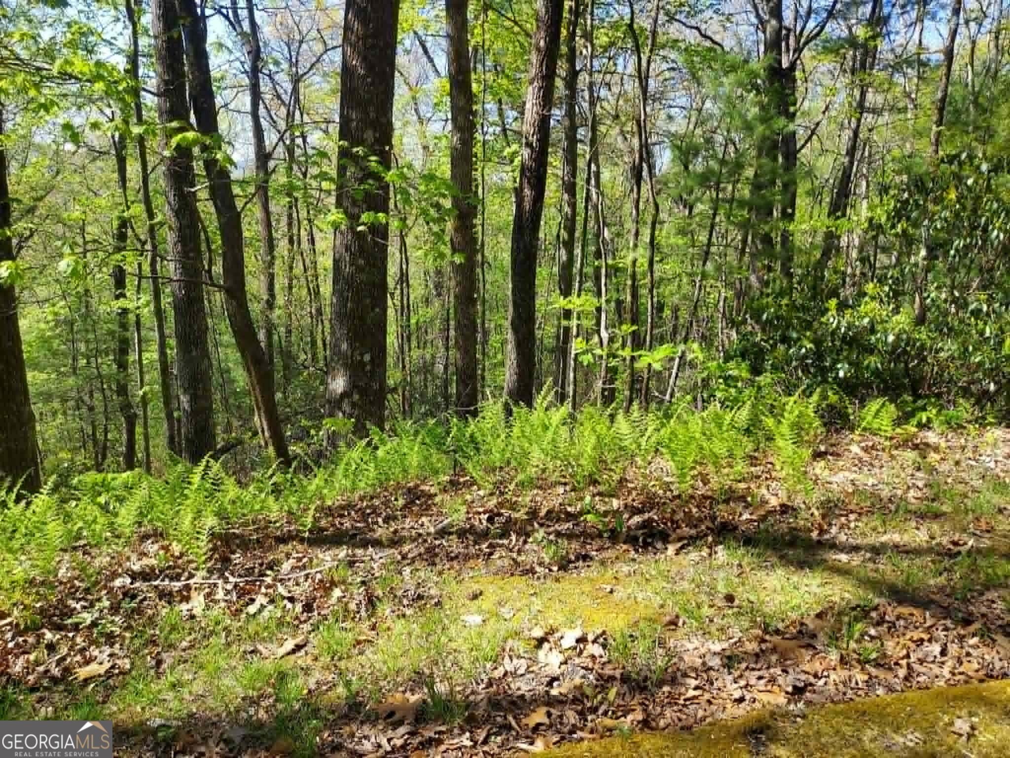0 Lot 40 Pipetrack Gap Road Property Photo 13