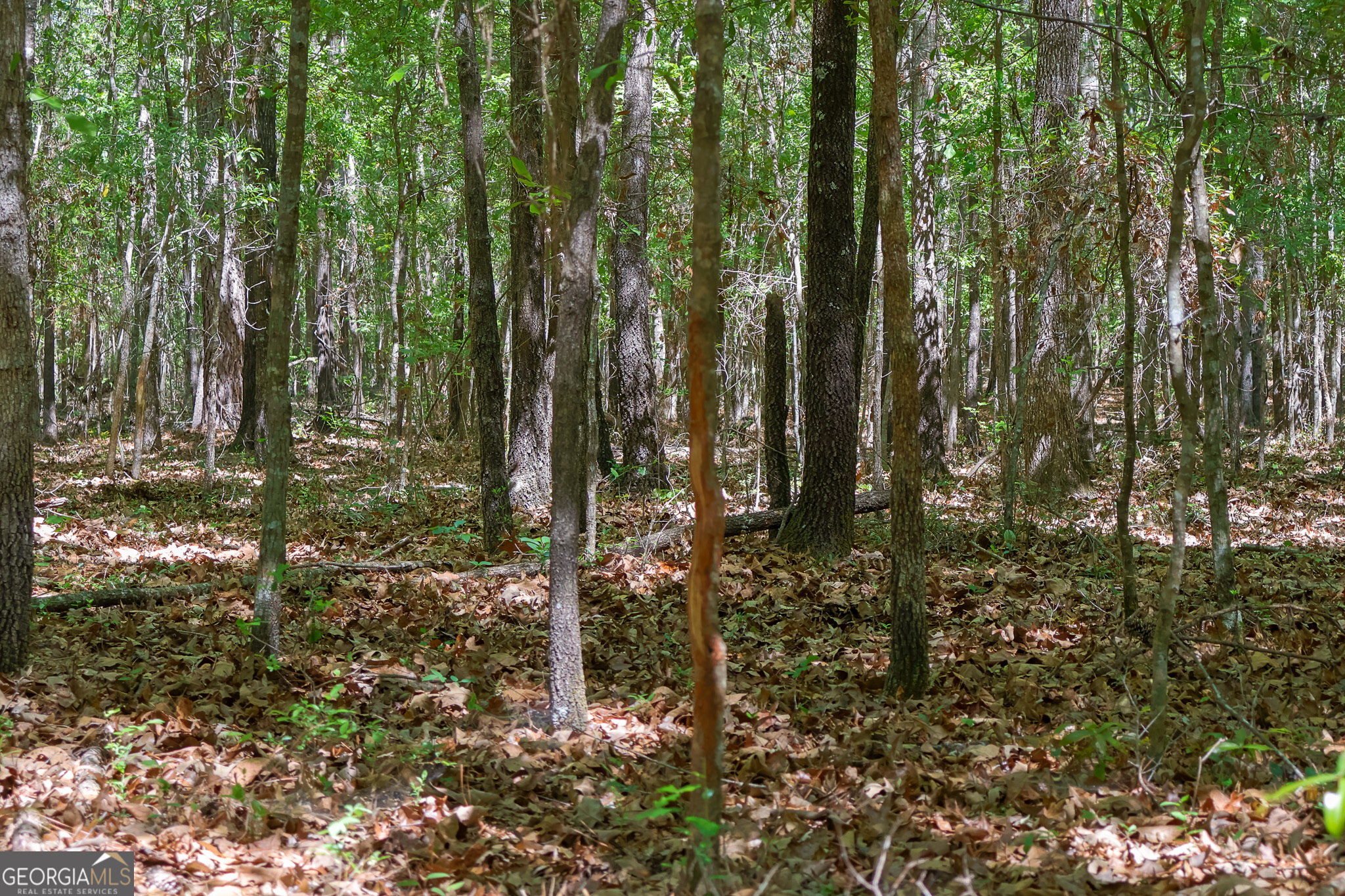 0 Effingham Highway Property Photo 4