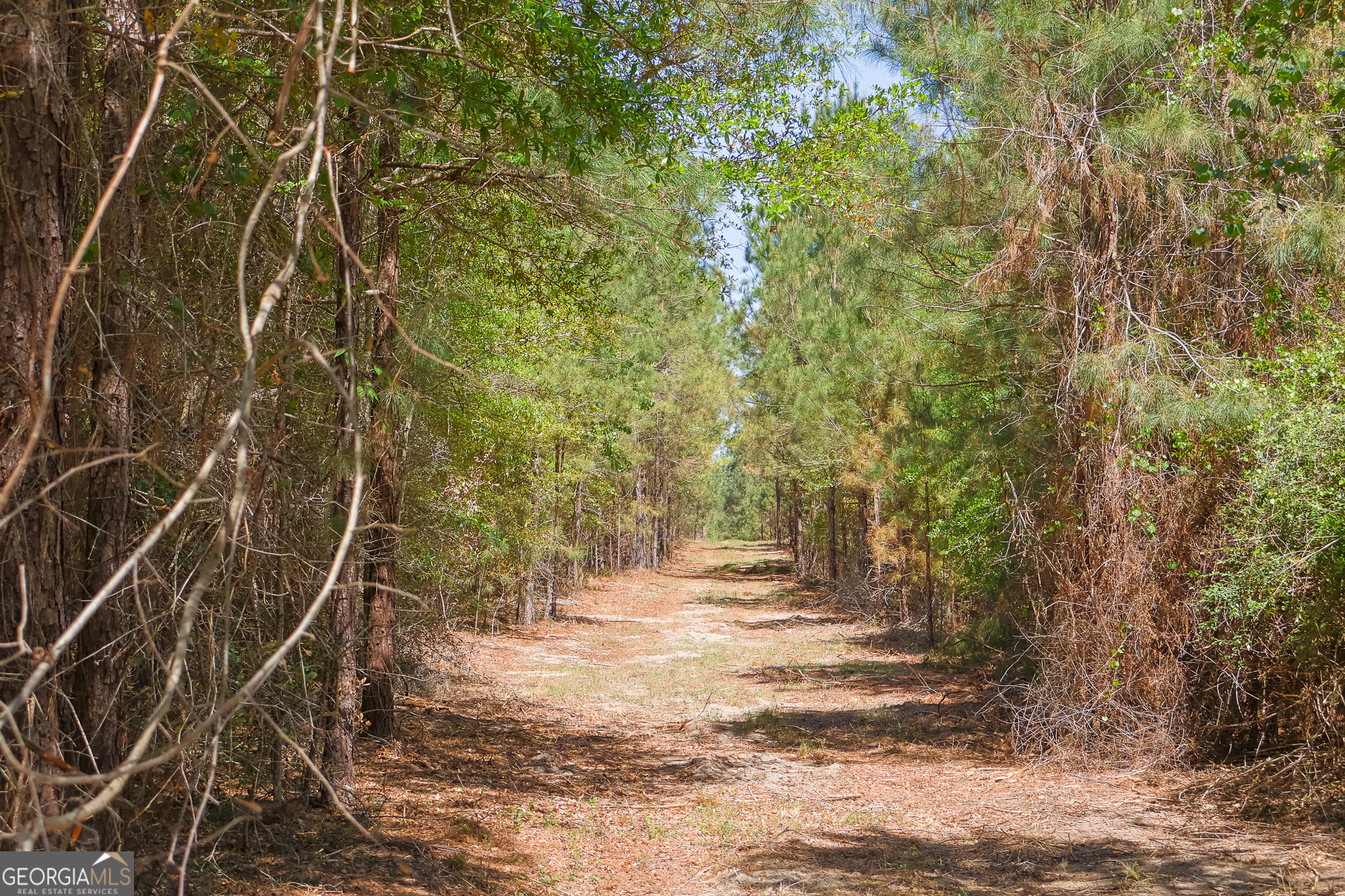 0 Effingham Highway Property Photo 10