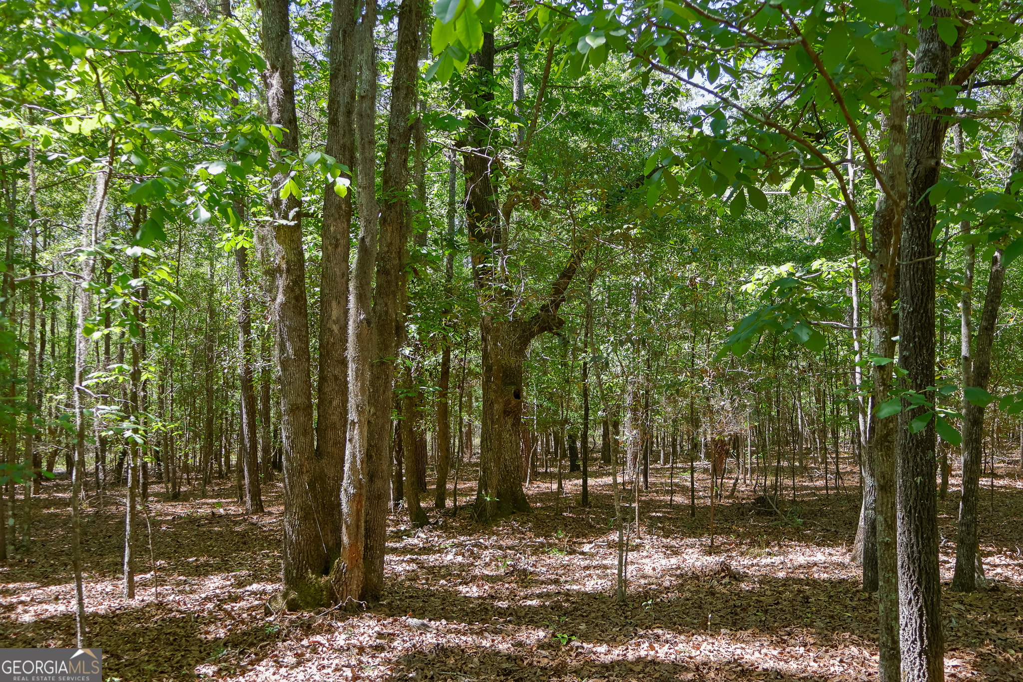 0 Effingham Highway Property Photo 15