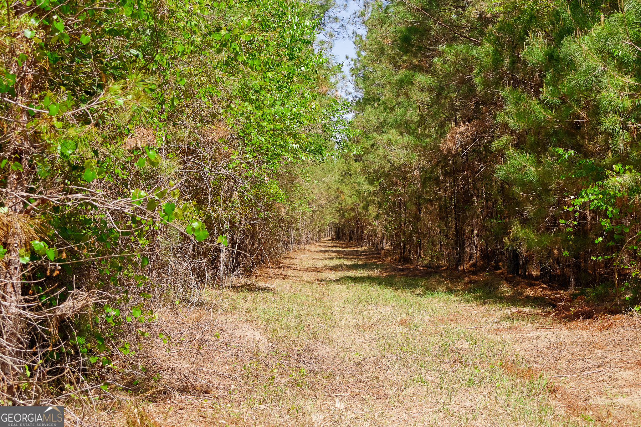 0 Effingham Highway Property Photo 17