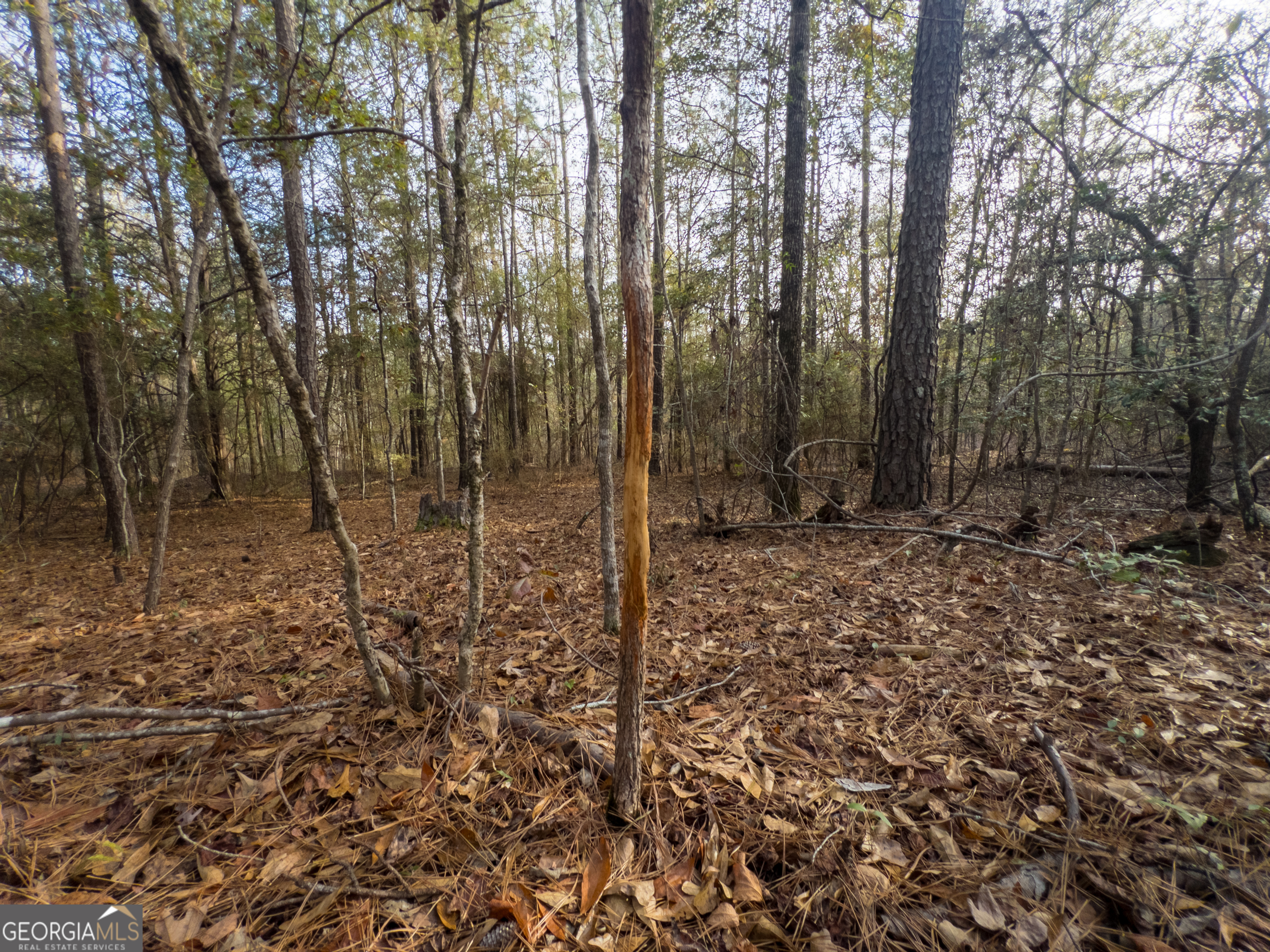 0 Roberta Highway Property Photo 4