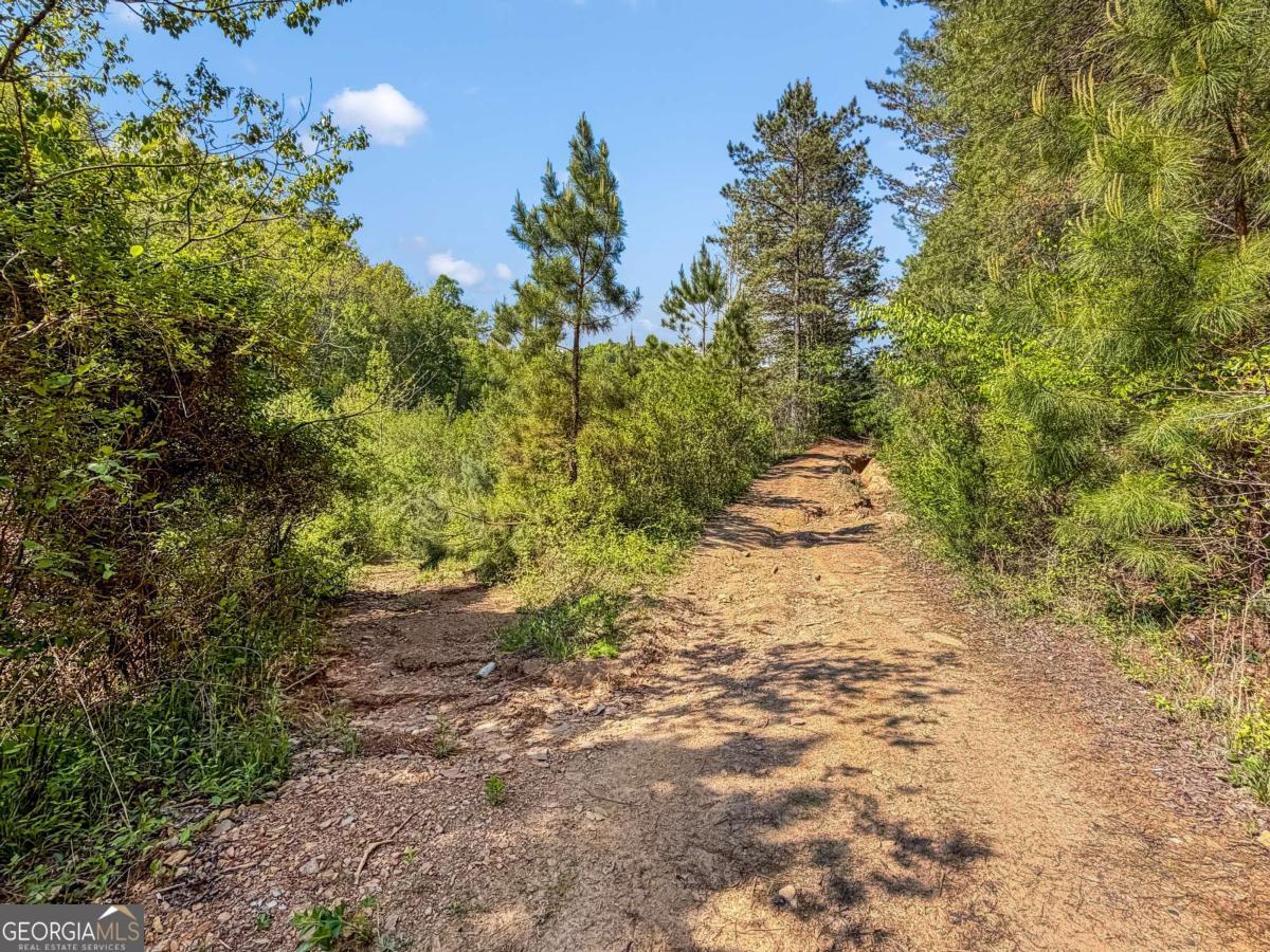 80 Acres Valley Lake Road Property Photo 12