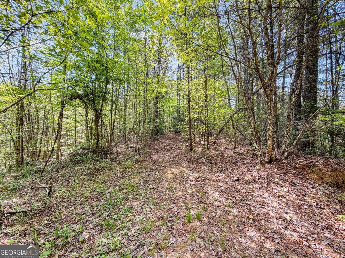 80 Acres Valley Lake Road Property Photo 13