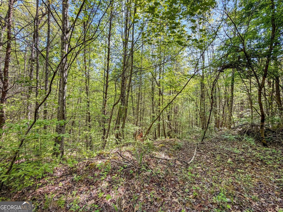 80 Acres Valley Lake Road Property Photo 21