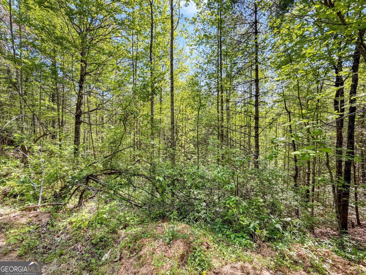 80 Acres Valley Lake Road Property Photo 22