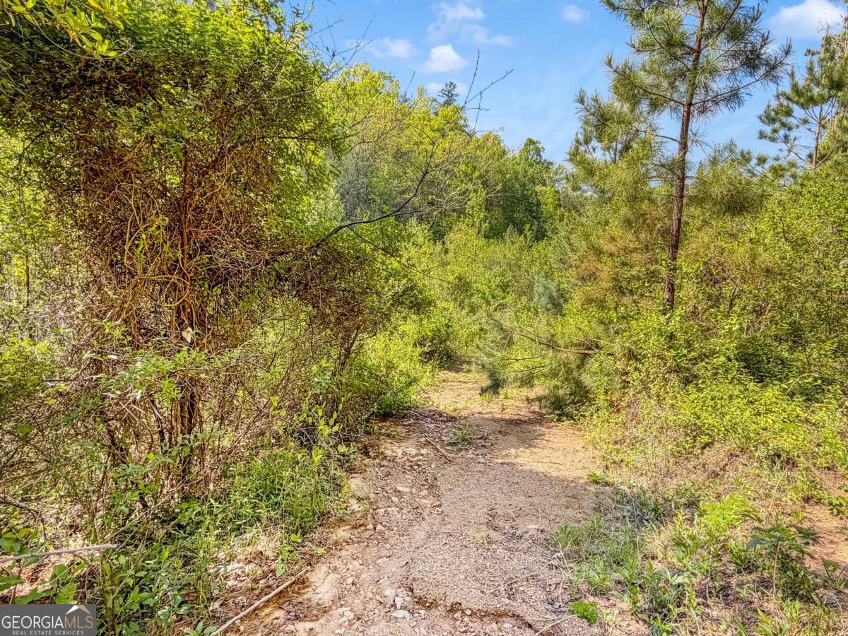 80 Acres Valley Lake Road Property Photo 40